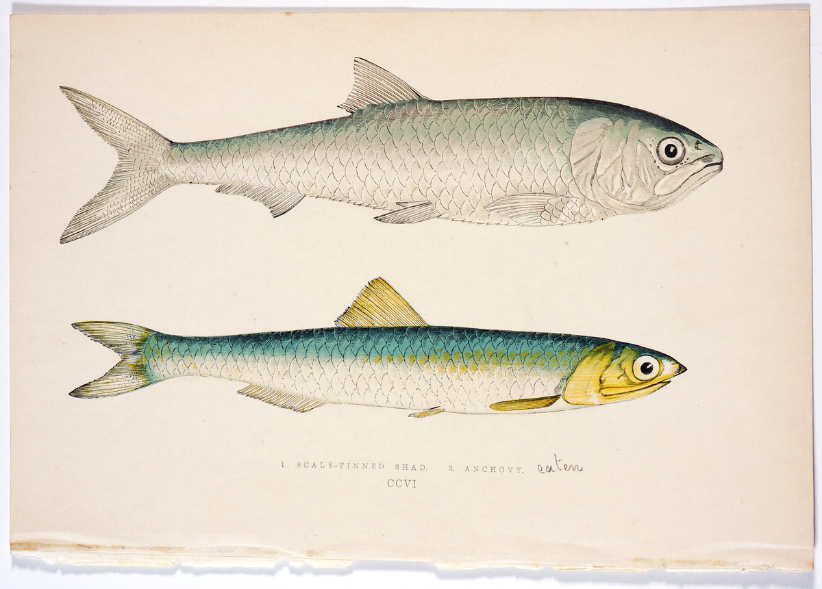Scale-Finned Chad, Anchovy Fish Antique Print - Jonathon Couch - Authentic Vintage Antique Print