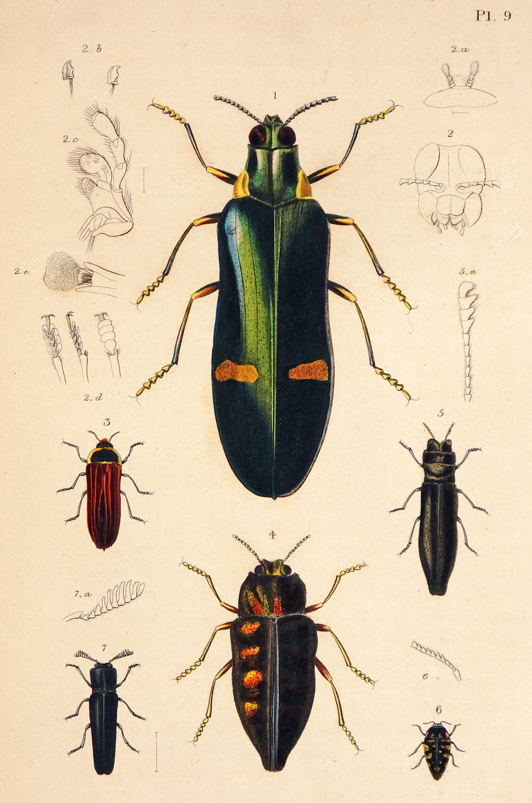 Beetles & Insects, Hand-Colored Engraving - Authentic Vintage Posters