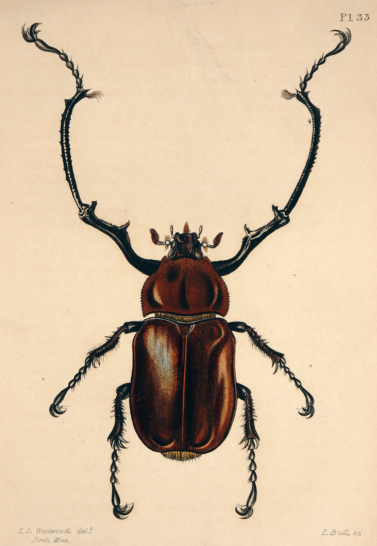 Beetle - Authentic Vintage Poster