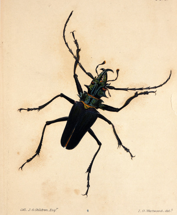 Beetles & Insects- Hand Colored Engraving - Authentic Vintage Antique Print