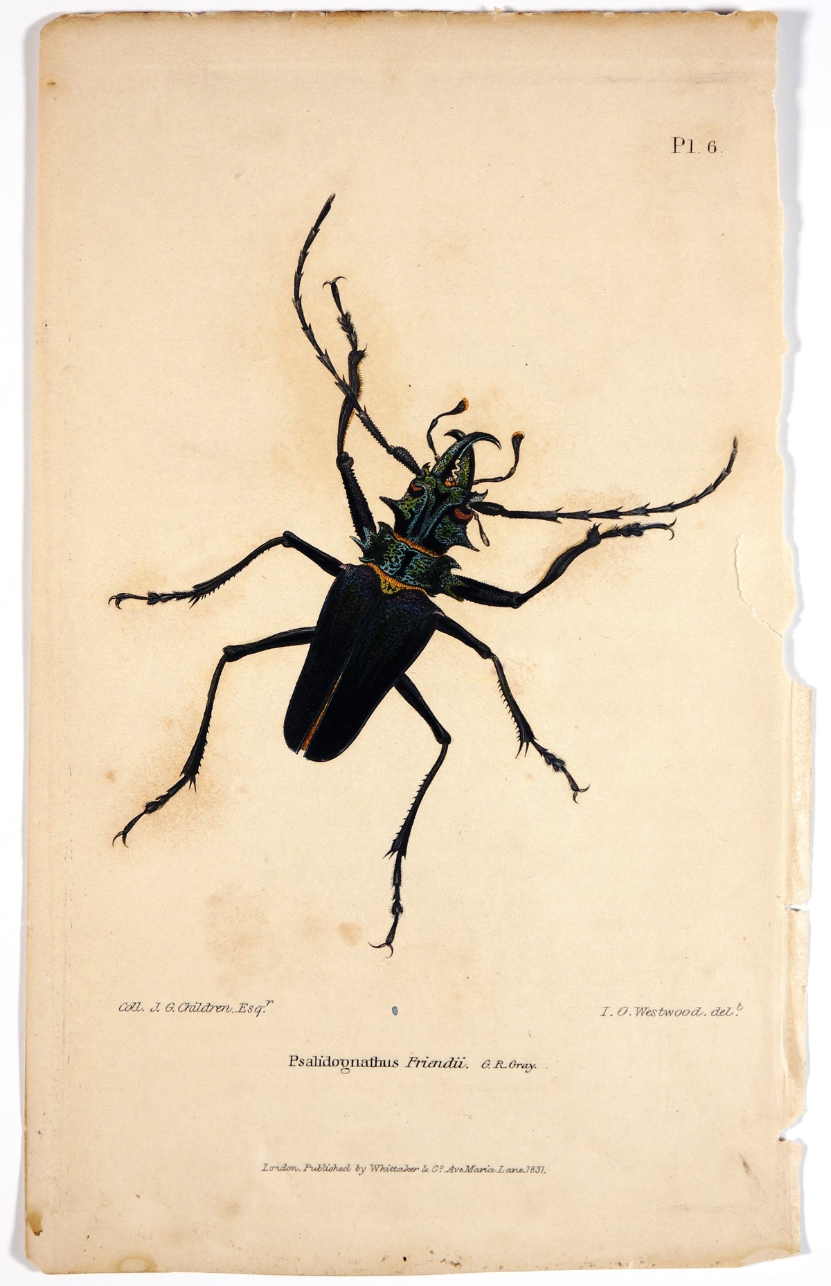 Beetles &amp; Insects- Hand Colored Engraving (1816) - Authentic Vintage Antique Print