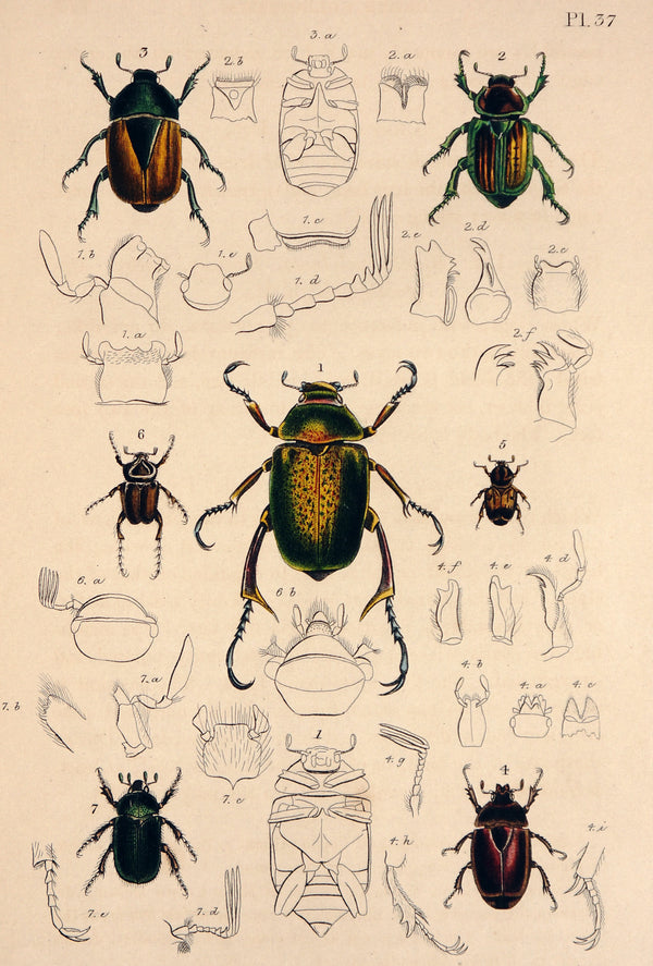 Beetles & Insects, Hand Colored Engraving - Authentic Vintage Antique Print