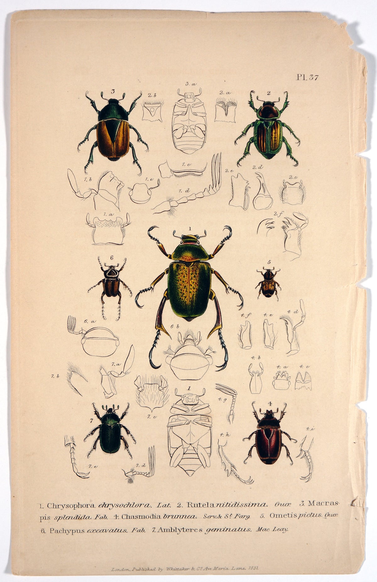 Beetles &amp; Insects, Hand Colored Engraving (1832) - Authentic Vintage Antique Print