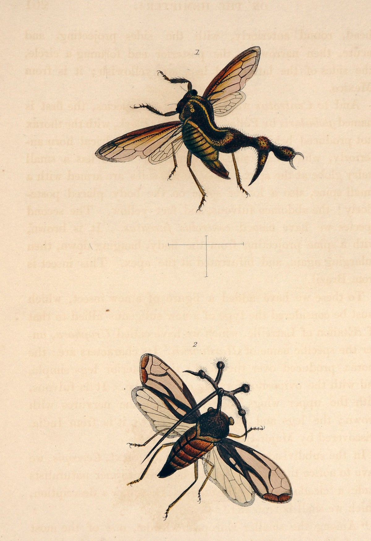 Treehopper Insects, Hand Colored Engraving - Authentic Vintage Antique Print