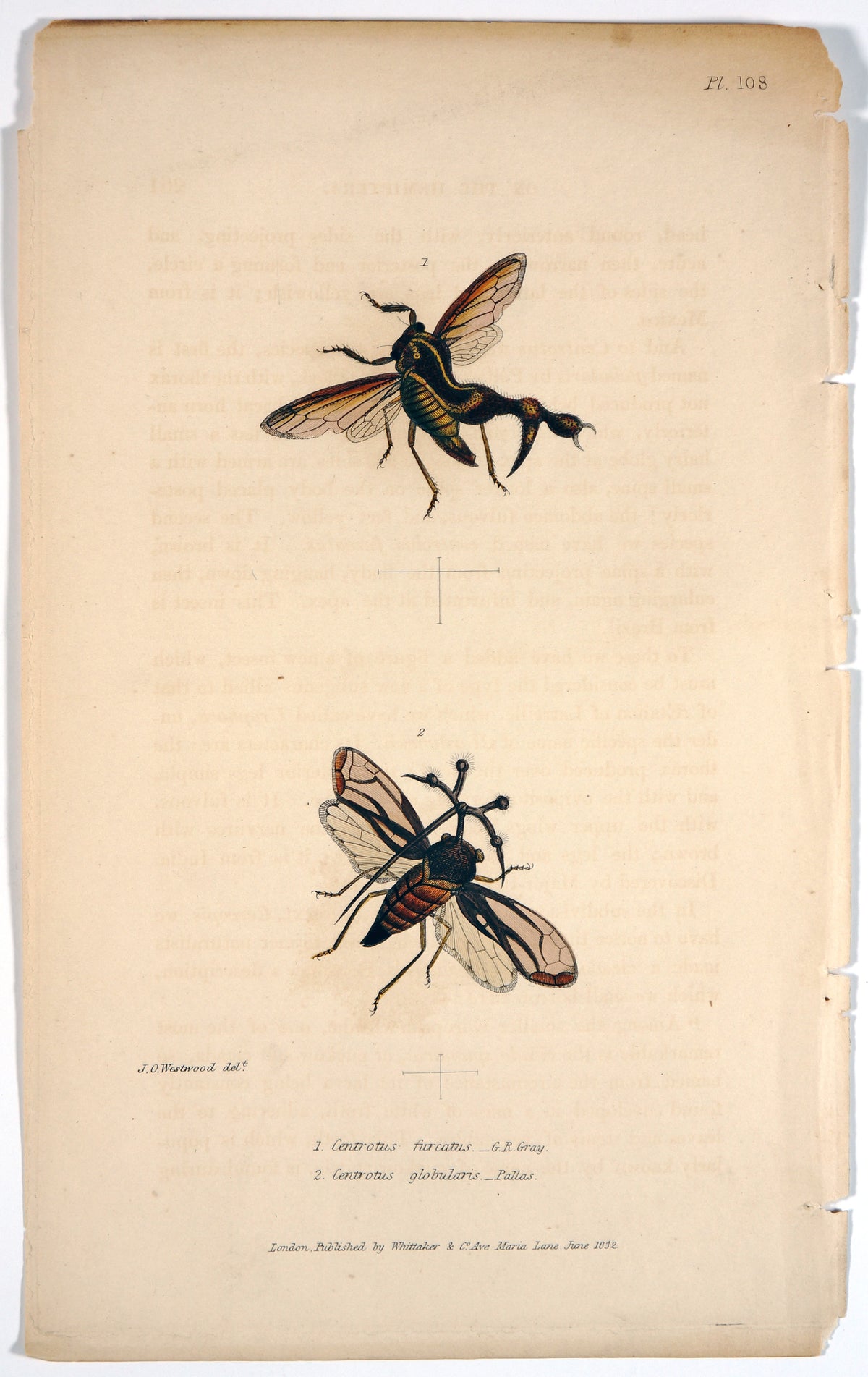 Treehopper Insects, Hand Colored Engraving - Authentic Vintage Antique Print