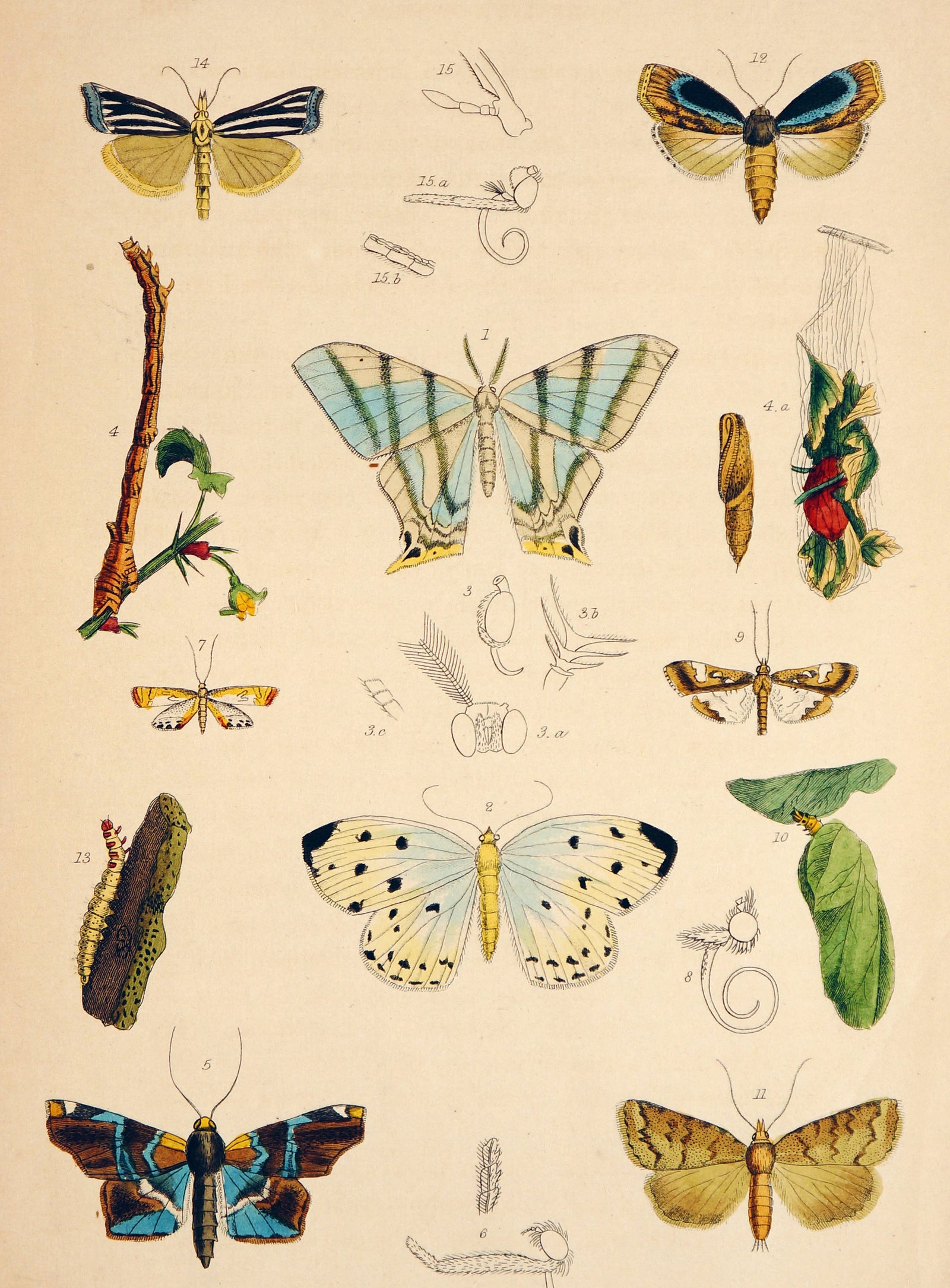 Butterflies & Insects- Hand Colored Engraving - Authentic Vintage Antique Print