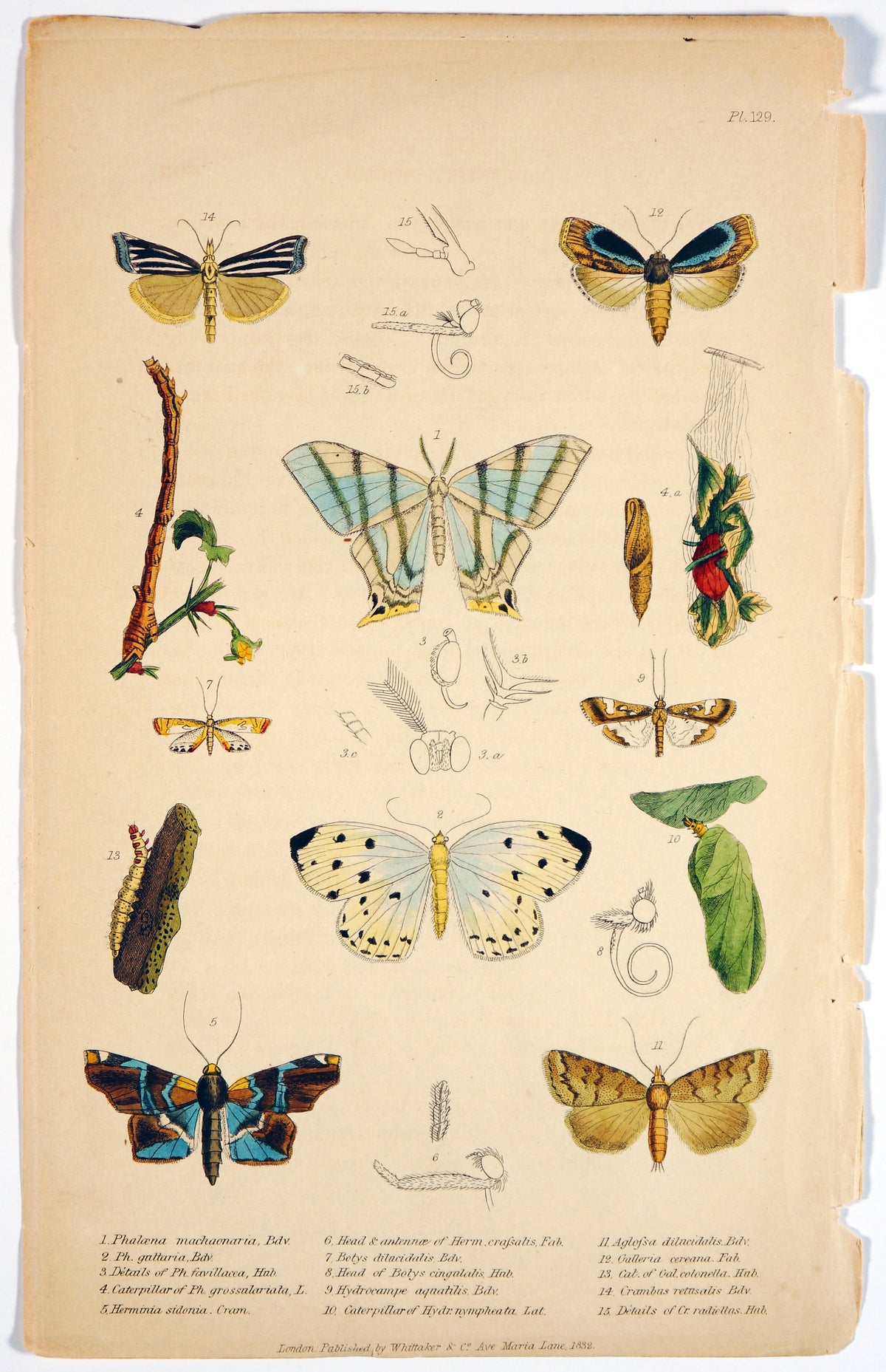 Butterflies &amp; Insects- Hand Colored Engraving - Authentic Vintage Antique Print