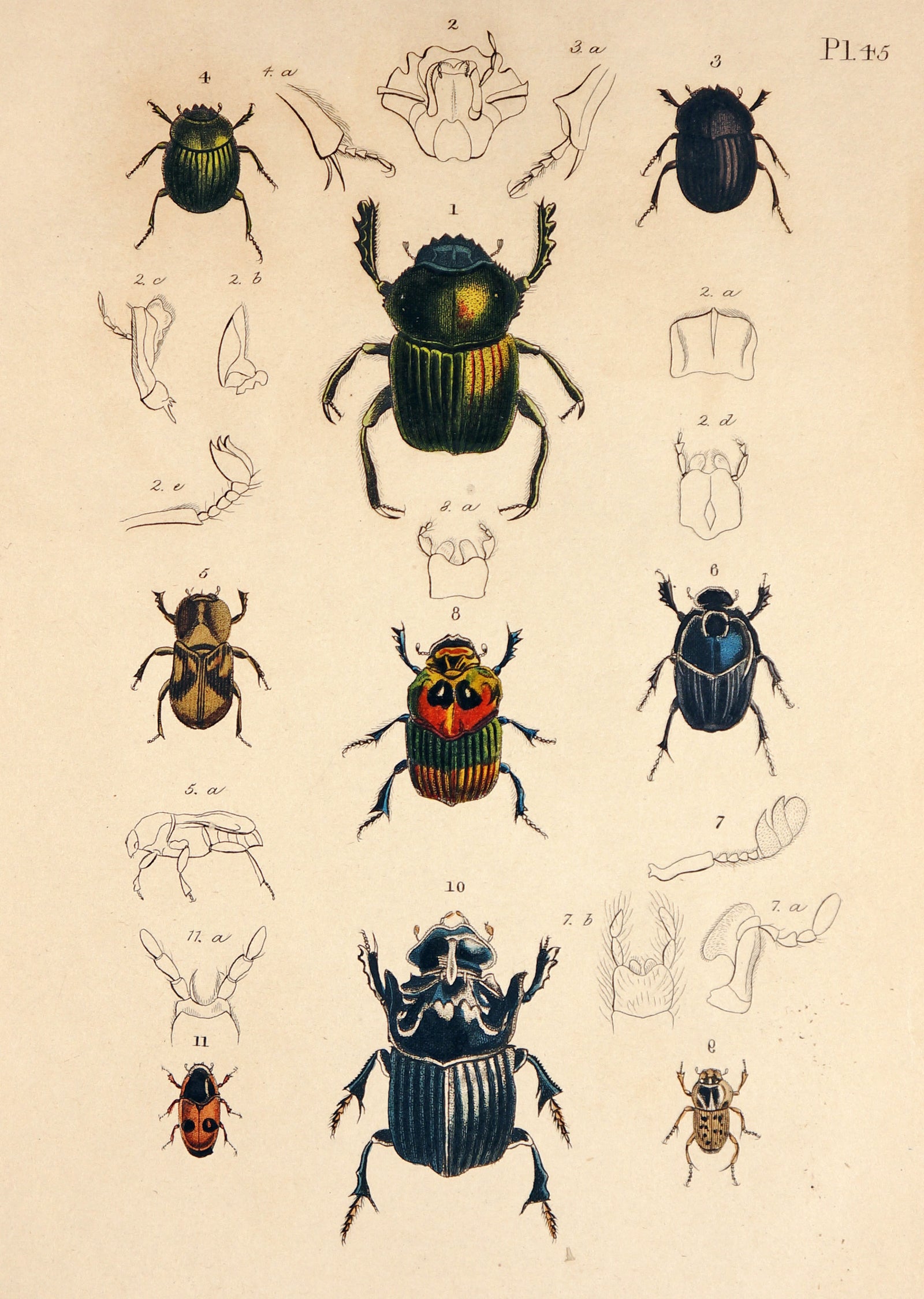 Beetles & Insects, Hand-Colored Engraving (1816) - Authentic Vintage Antique Print