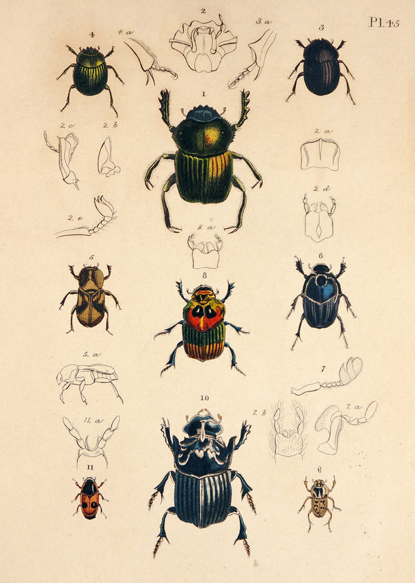 Beetles & Insects, Hand-Colored Engraving - Authentic Vintage Antique Print