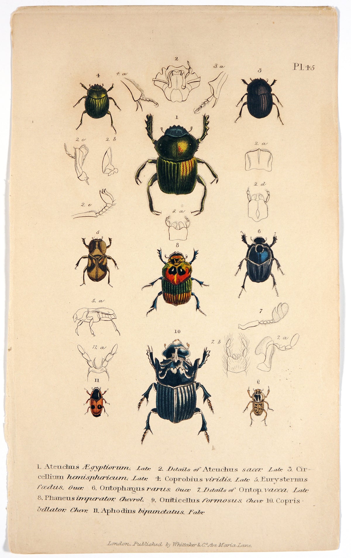 Beetles &amp; Insects, Hand-Colored Engraving (1816) - Authentic Vintage Antique Print
