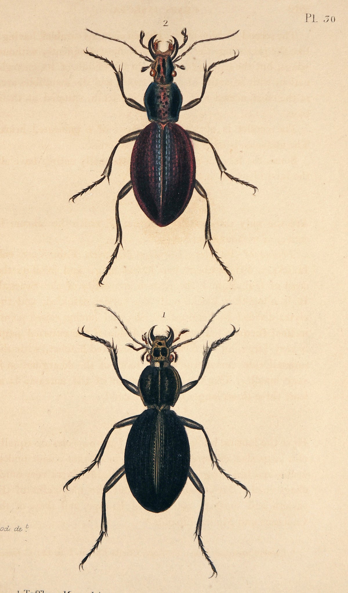 Beetles &amp; Insects- Hand Colored Engraving (1816) - Authentic Vintage Antique Print