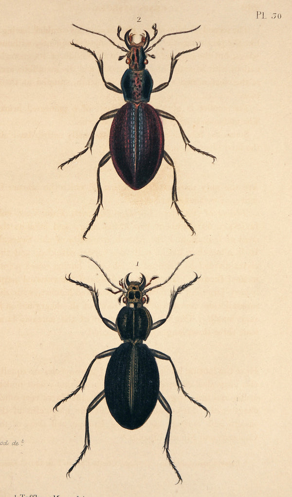 Beetles & Insects- Hand Colored Engraving - Authentic Vintage Antique Print