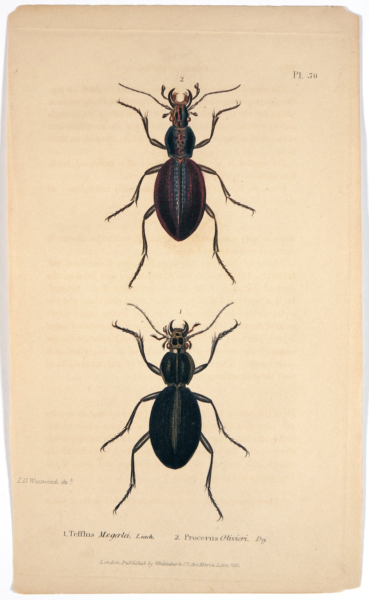 Beetles &amp; Insects- Hand Colored Engraving (1816) - Authentic Vintage Antique Print