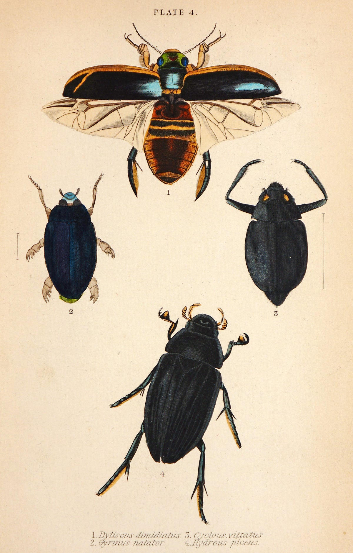 Beetles &amp; Insects, Hand Colored Engraving - Authentic Vintage Antique Print