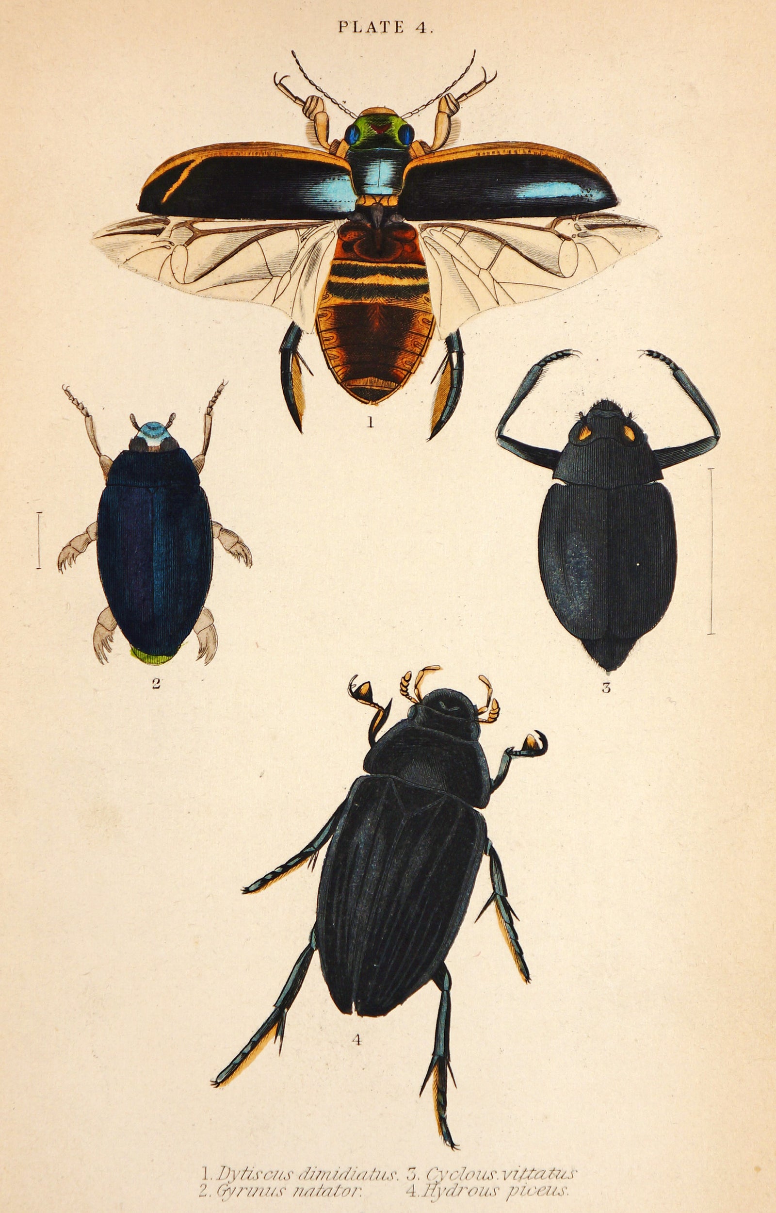 Beetles & Insects, Hand Colored Engraving - Authentic Vintage Antique Print