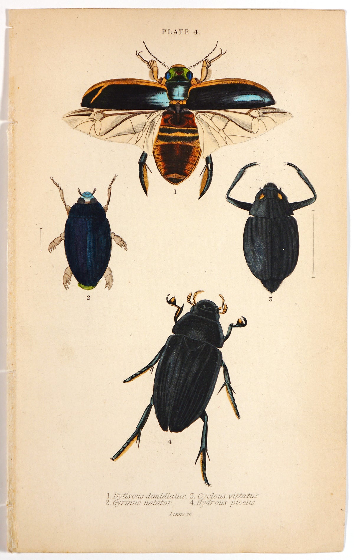 Beetles &amp; Insects, Hand Colored Engraving - Authentic Vintage Antique Print