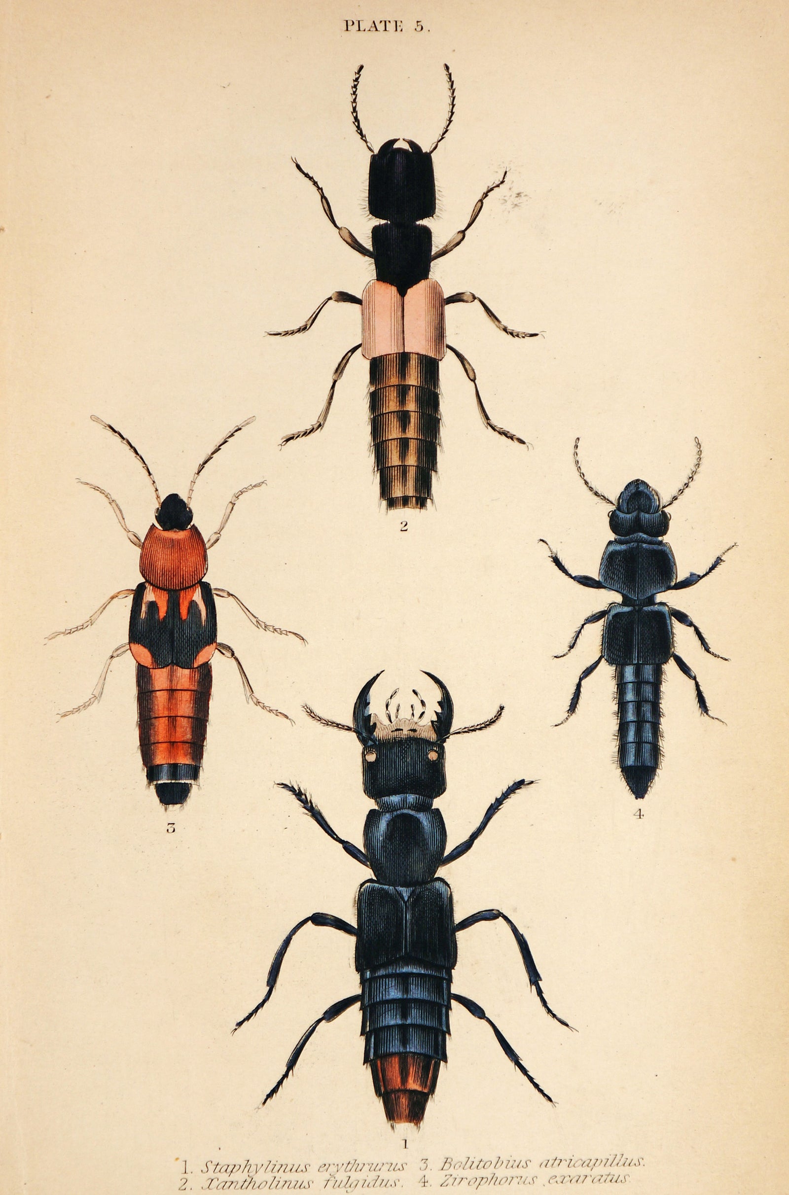 Beetles & Insects, Hand Colored Engraving - Authentic Vintage Antique Print