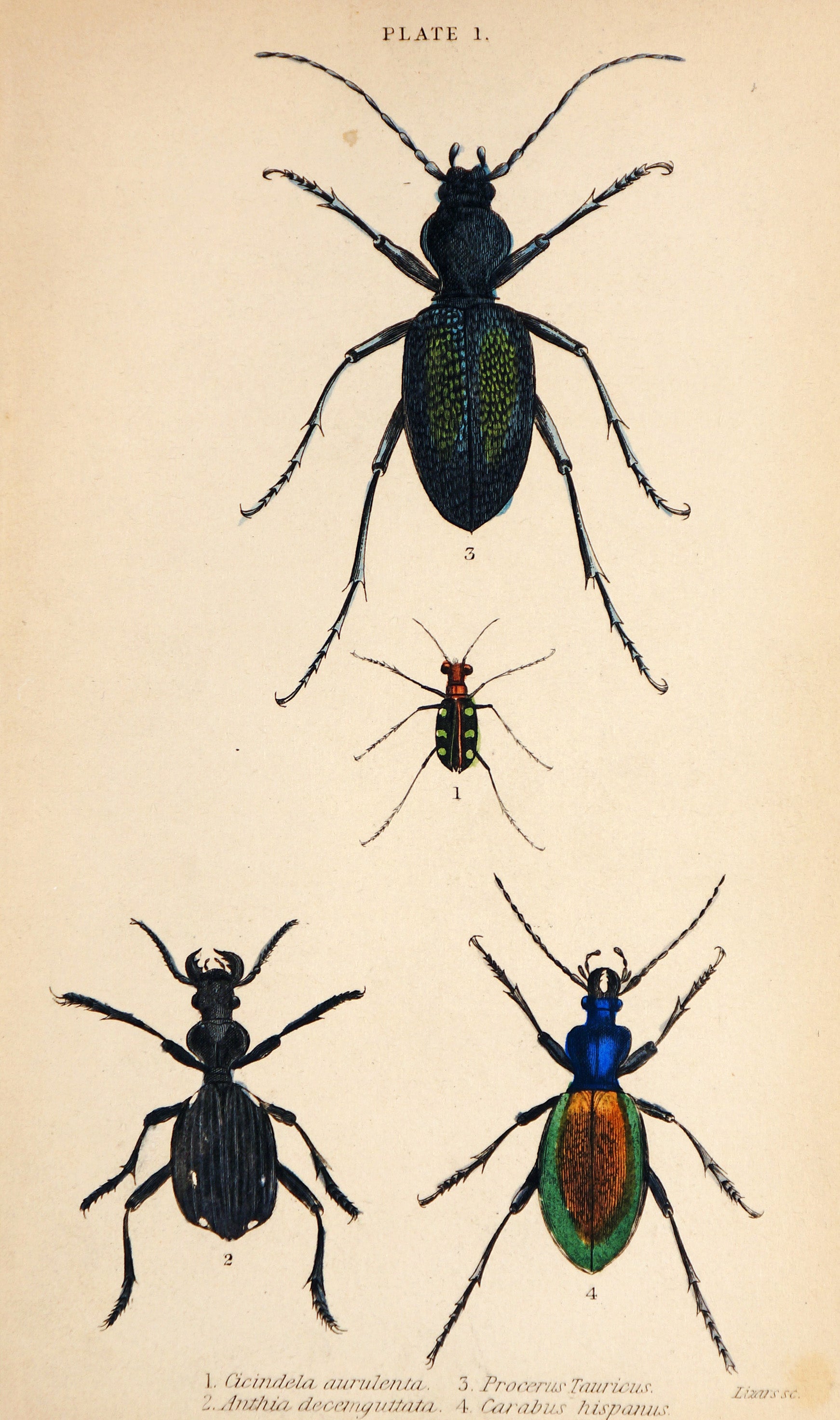 Beetles & Insects, Hand Colored Engraving - Authentic Vintage Antique Print