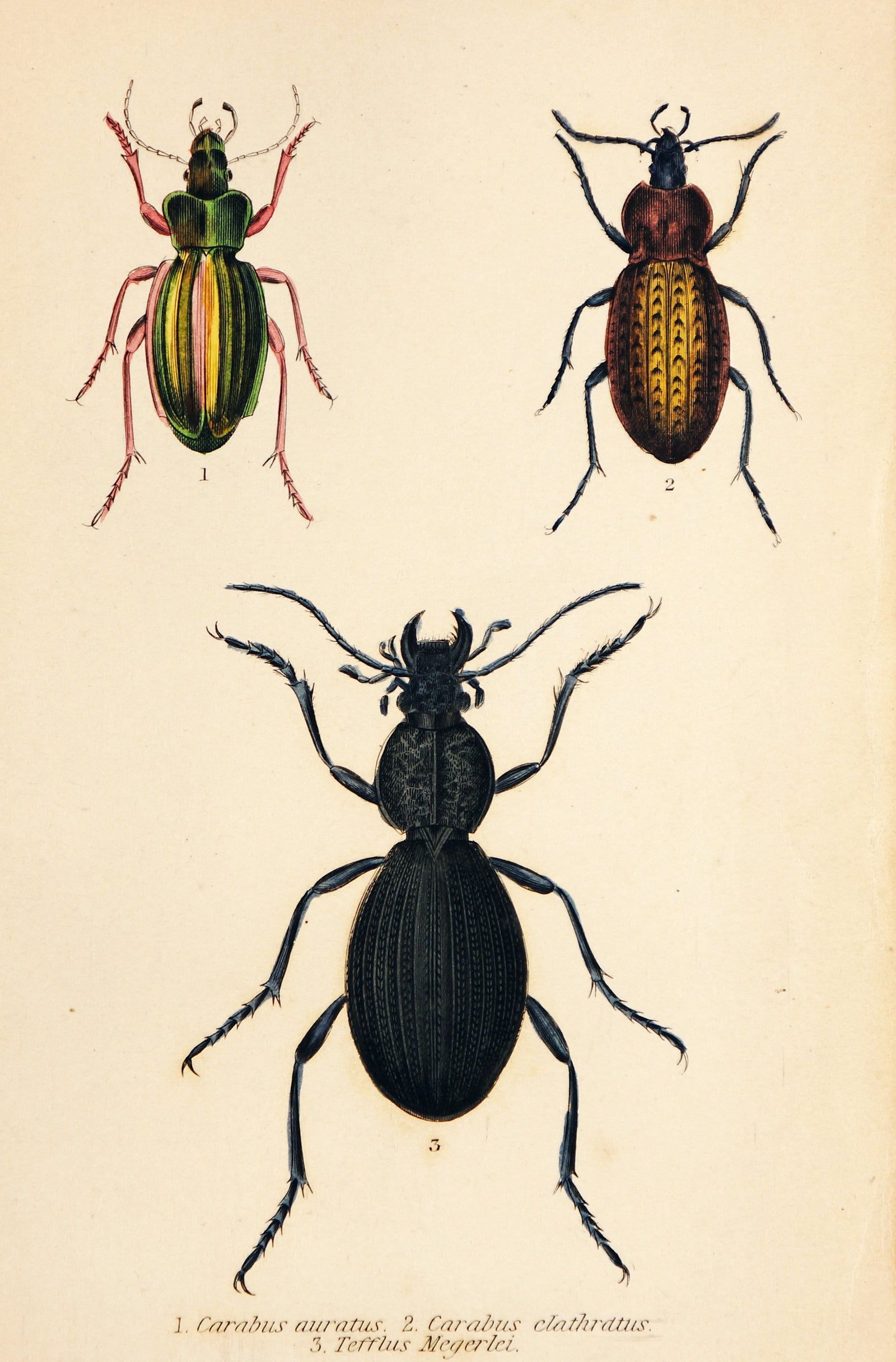 Beetles & Insects, Hand Colored Engraving - Authentic Vintage Antique Print