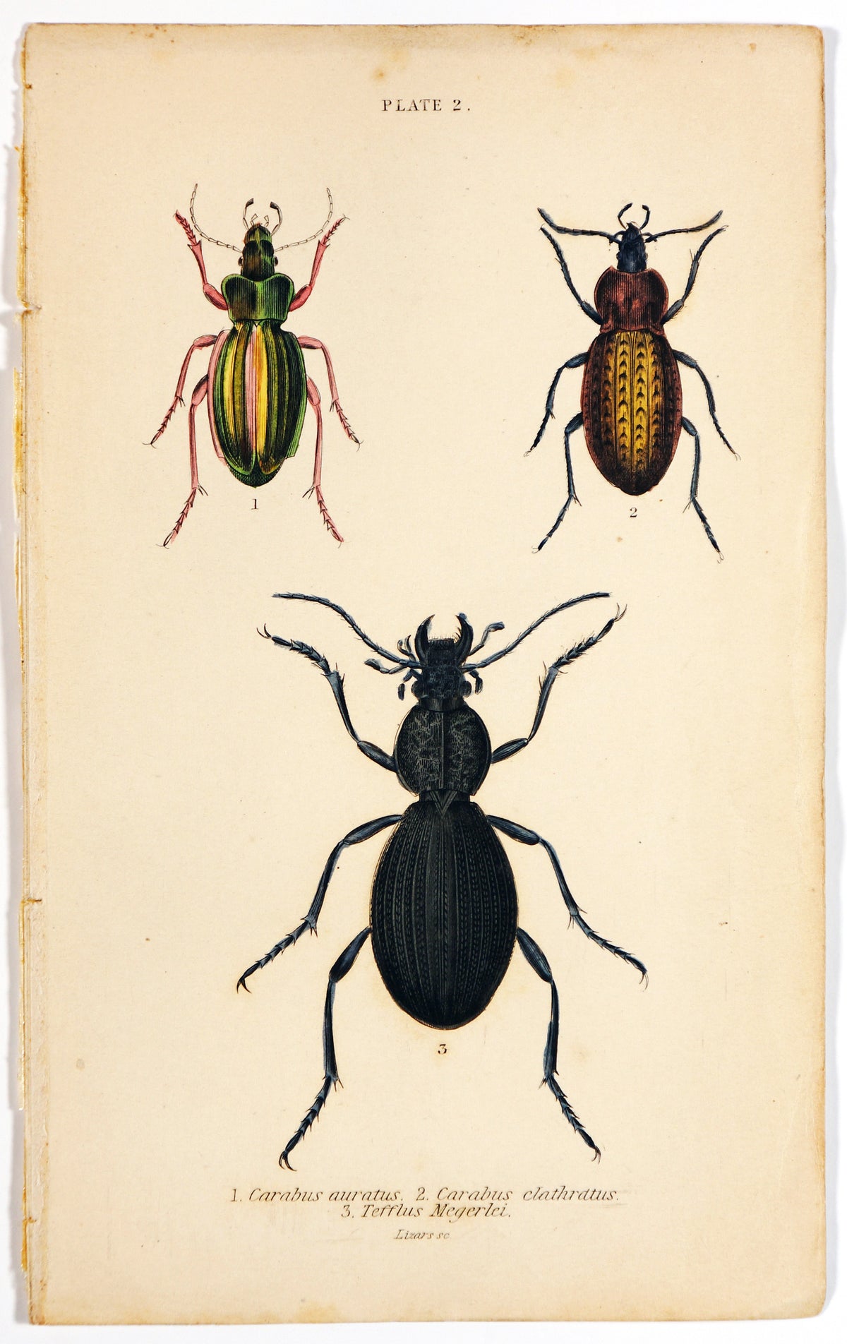 Beetles &amp; Insects, Hand Colored Engraving - Authentic Vintage Antique Print