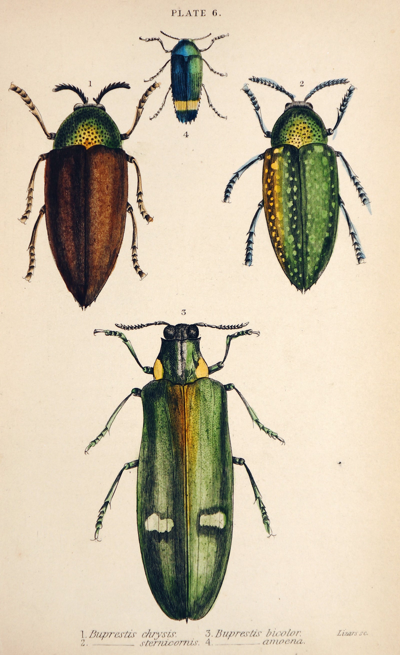 Beetles & Insects, Hand Colored Engraving - Authentic Vintage Antique Print