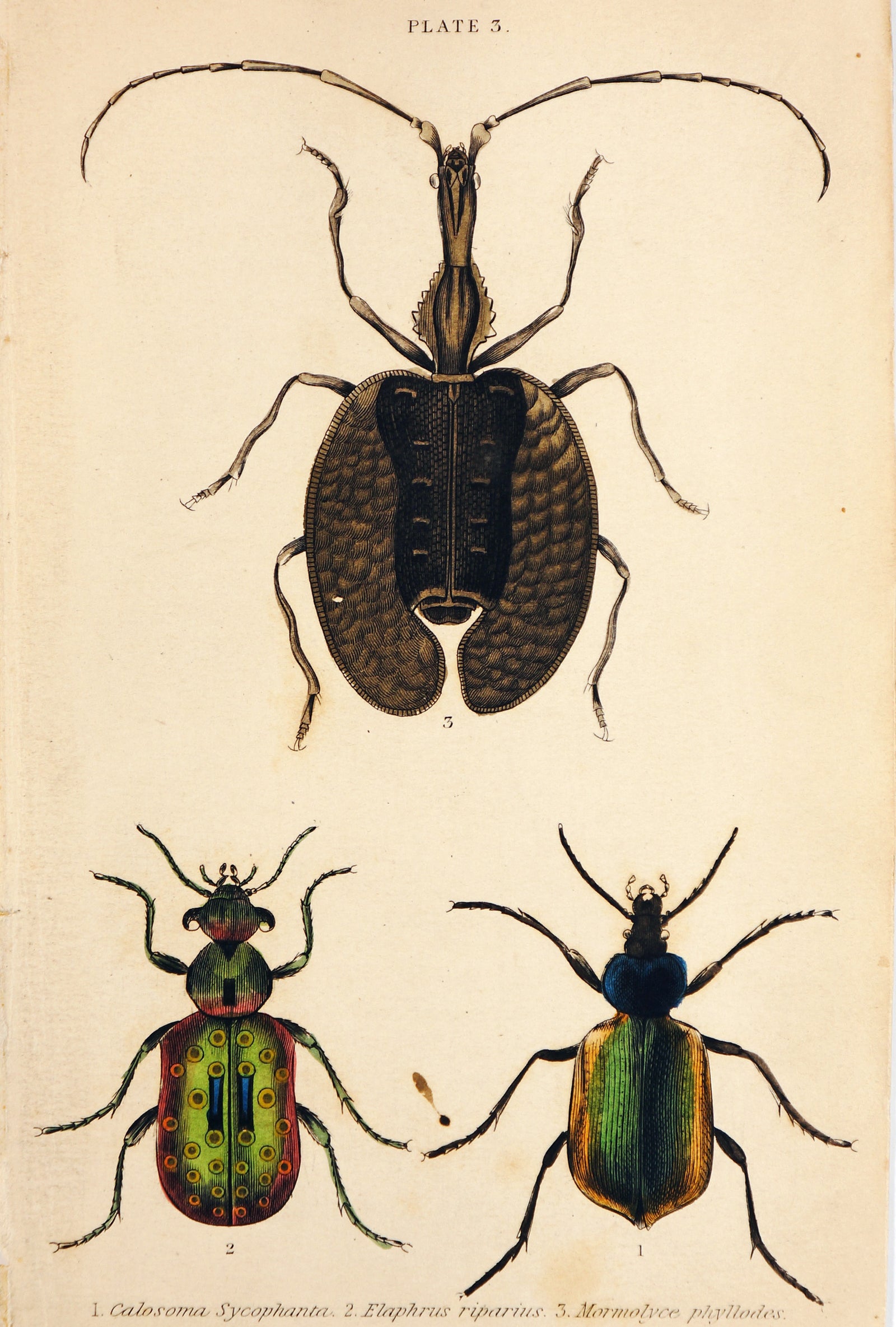Beetles & Insects, Hand Colored Engraving - Authentic Vintage Antique Print