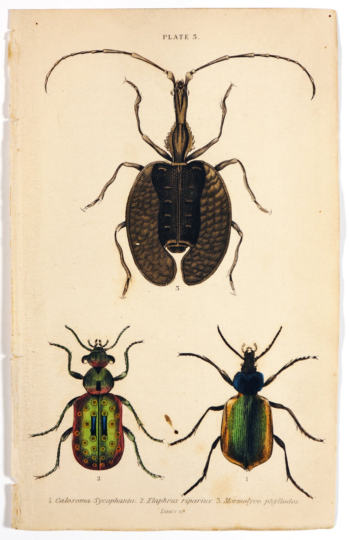 Beetles &amp; Insects, Hand Colored Engraving - Authentic Vintage Antique Print