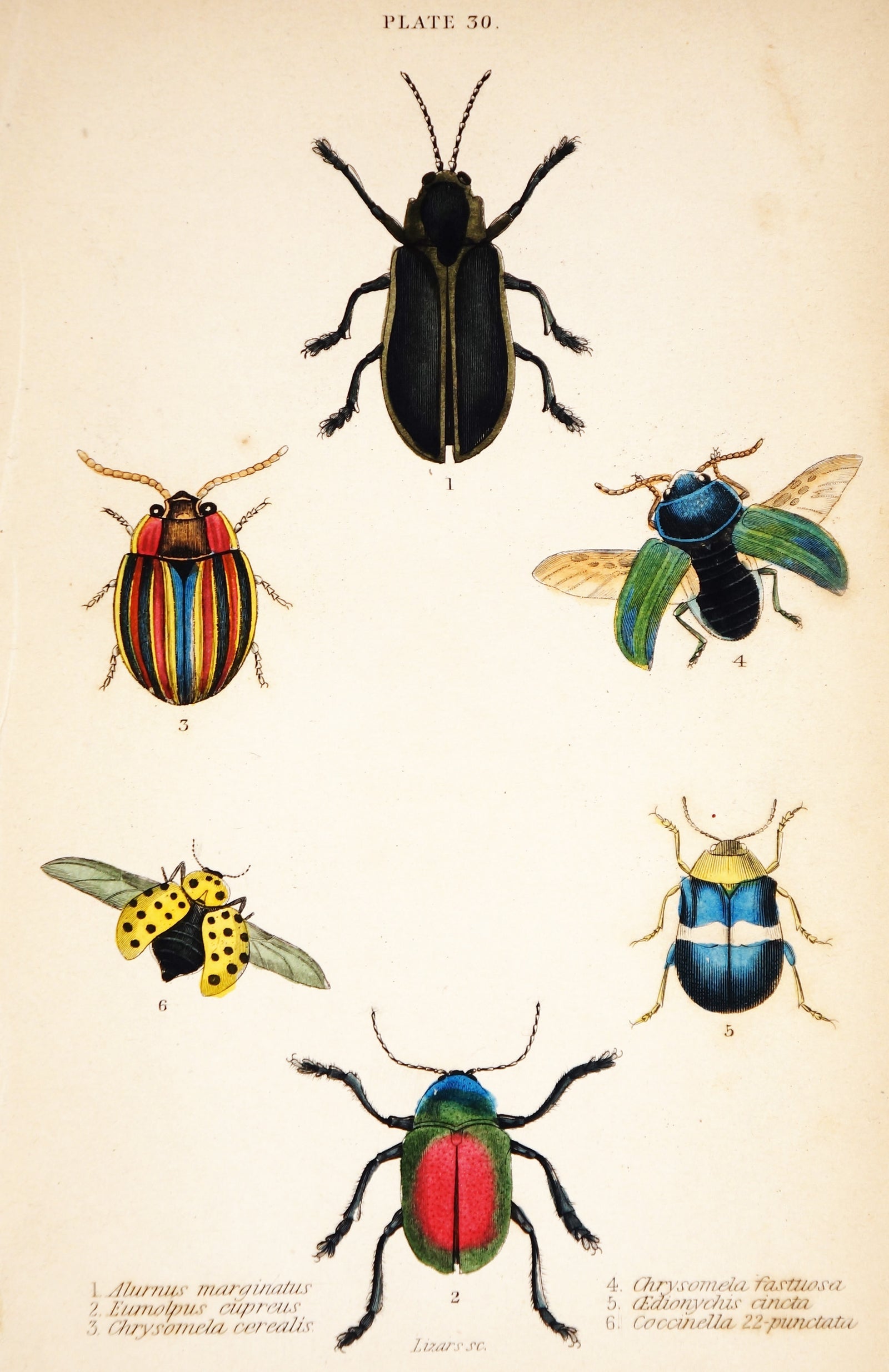 Alurnus, Eumolpus, Chysomela Beetles, Hand-Colored Antique Print - Authentic Vintage Antique Print