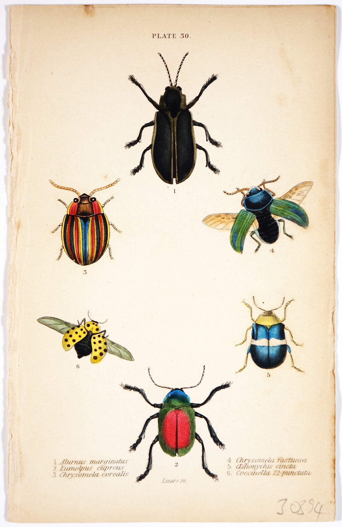 Alurnus, Eumolpus, Chysomela Beetles, Hand-Colored Antique Print - Authentic Vintage Antique Print