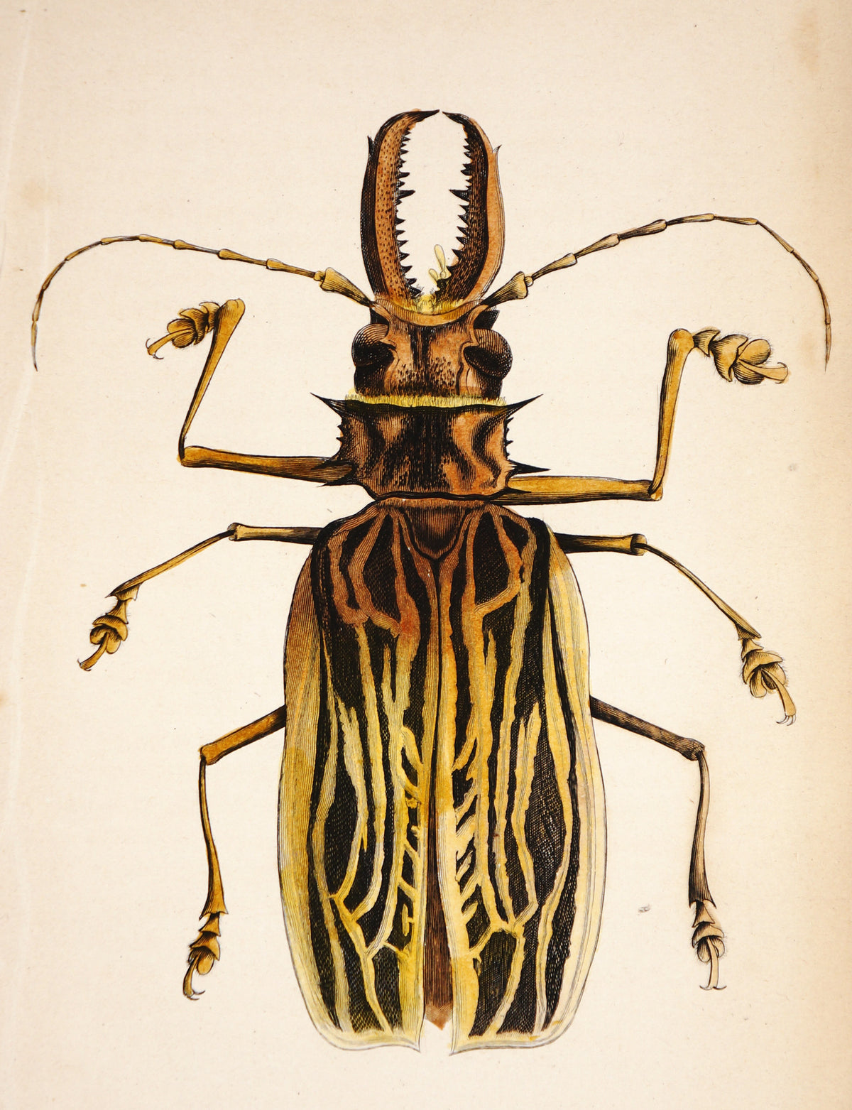 Beetle, Prionus Cervicornis, Hand-Colored Engraving - Authentic Vintage Poster