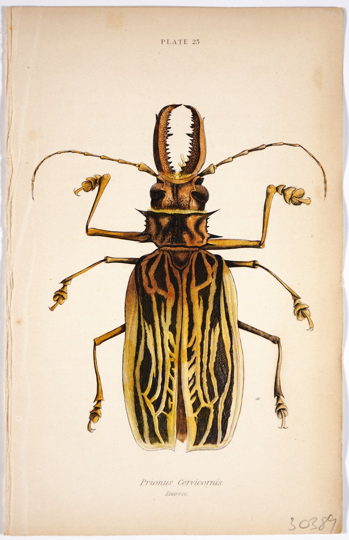 Beetle, Prionus Cervicornis, Hand-Colored Engraving - Authentic Vintage Poster