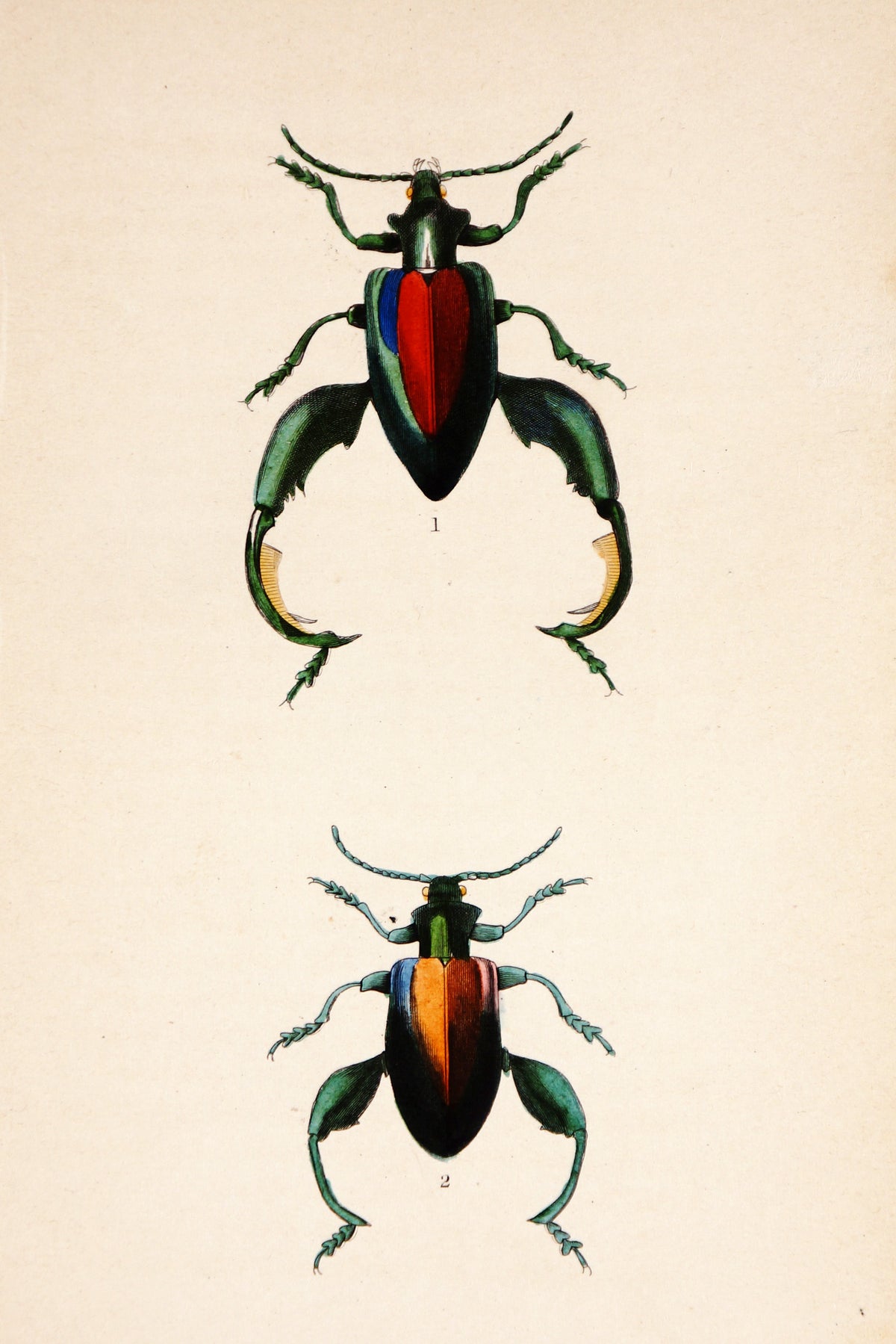 Sagra Buqueti Beetles, Hand-Colored Antique Print - Authentic Vintage Antique Print