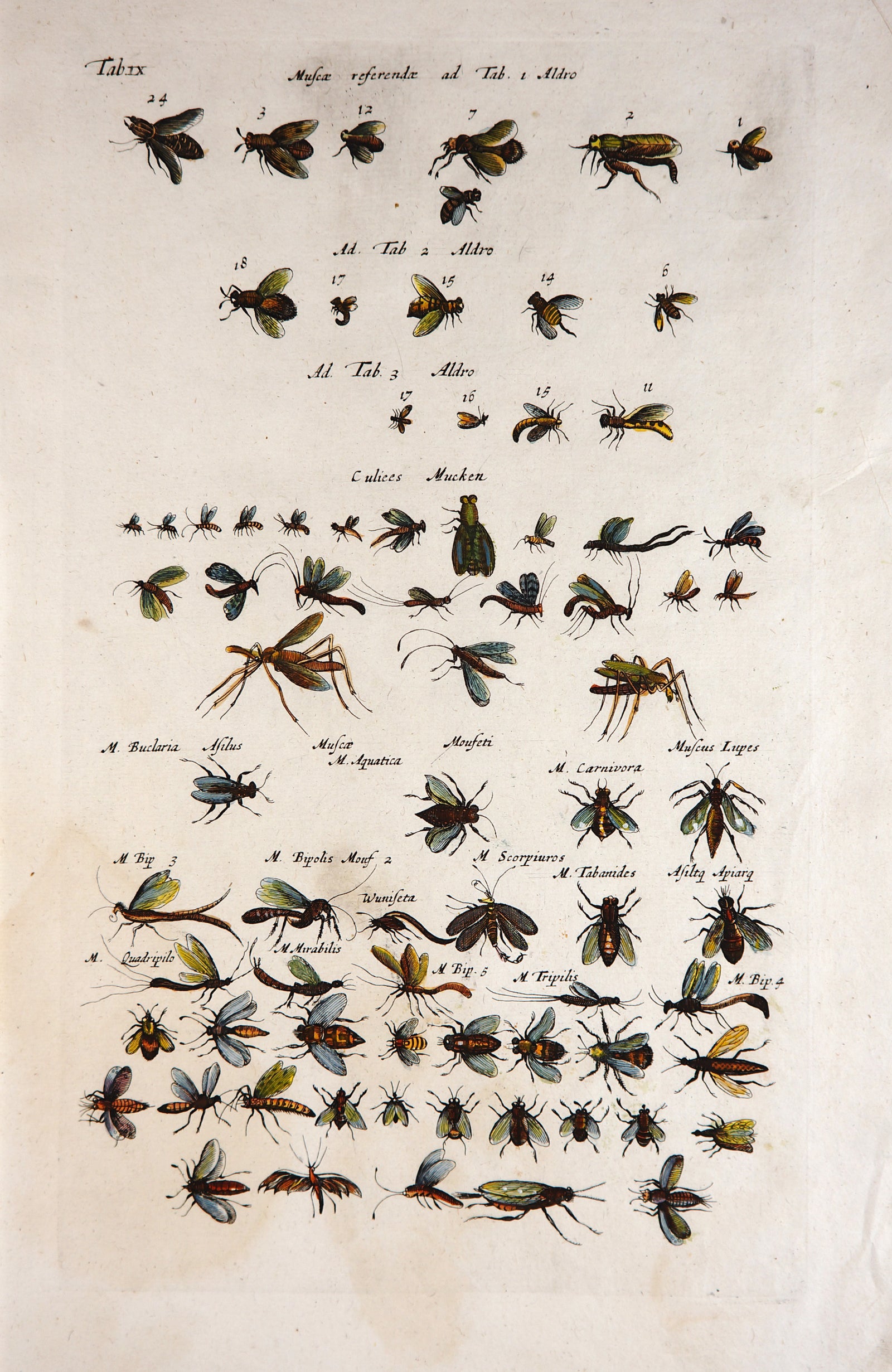 Wasps, Bugs, Flies, & Insects, Hand Colored Engraving - Authentic Vintage Antique Print