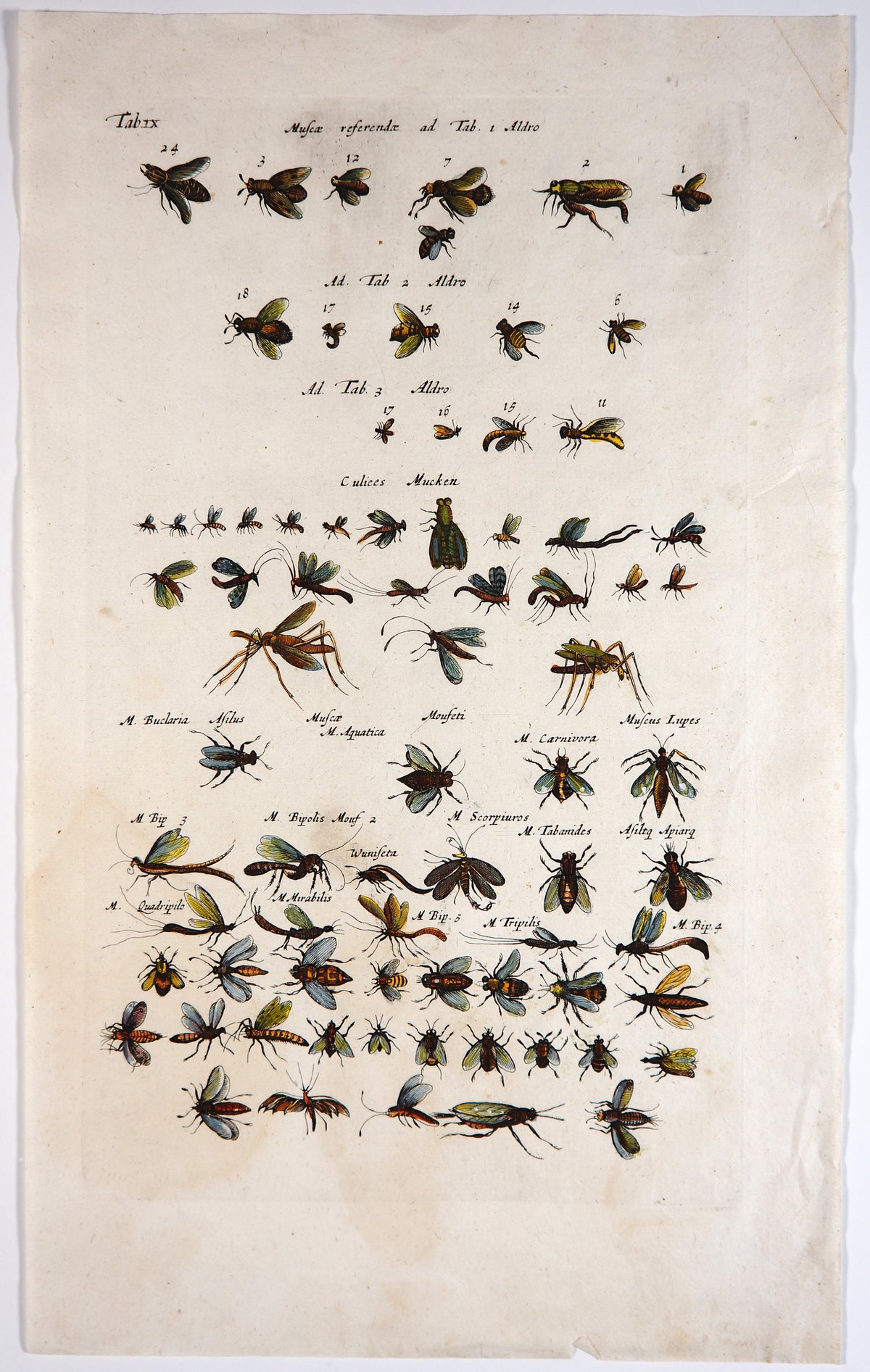 Wasps, Bugs, Flies, &amp; Insects, Hand Colored Engraving - Authentic Vintage Antique Print