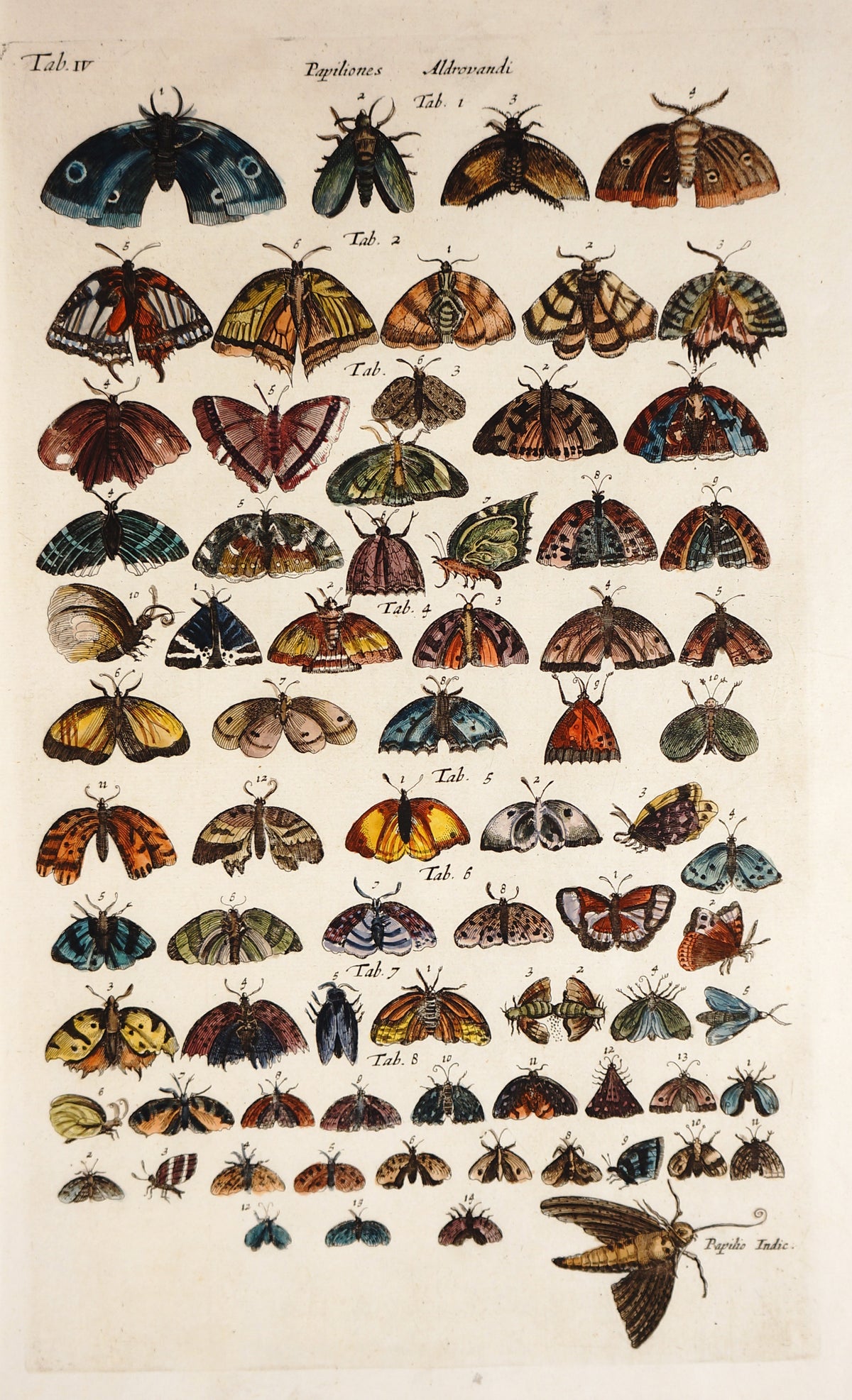 Butterflies &amp; Moths, Hand Colored Engraving - Authentic Vintage Poster