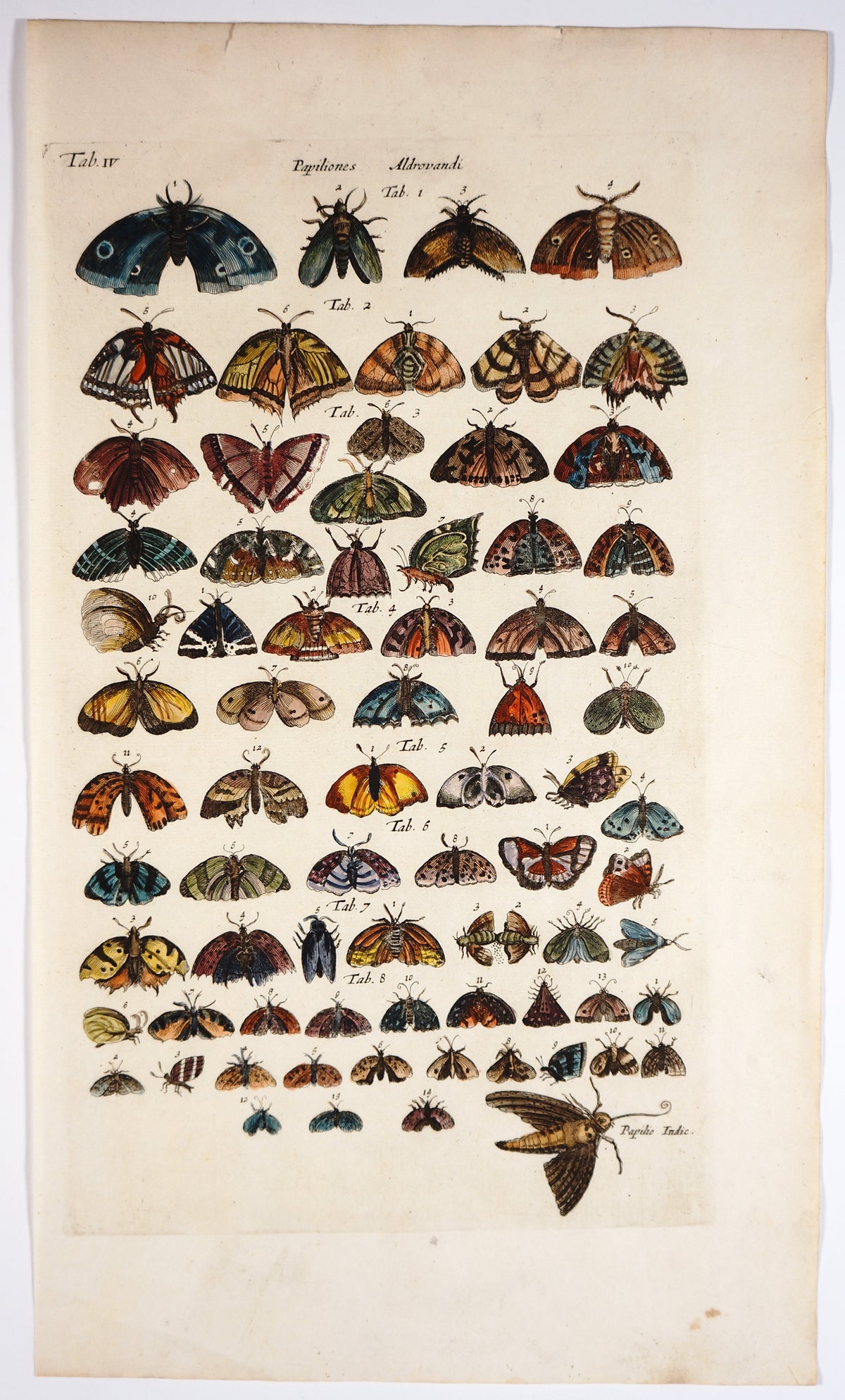 Butterflies &amp; Moths, Hand Colored Engraving - Authentic Vintage Poster