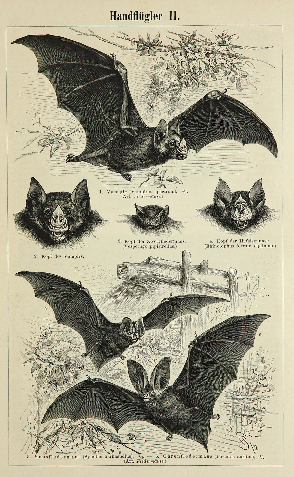 Bats Antique Engraving - Authentic Vintage Antique Print