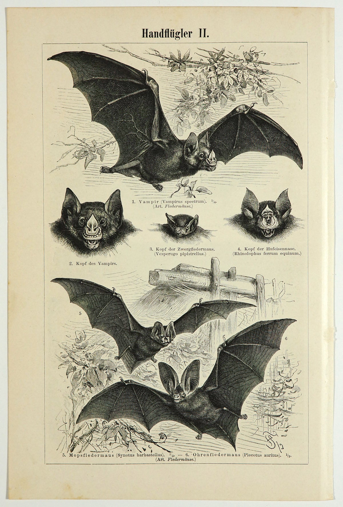Bats Antique Engraving - Authentic Vintage Antique Print