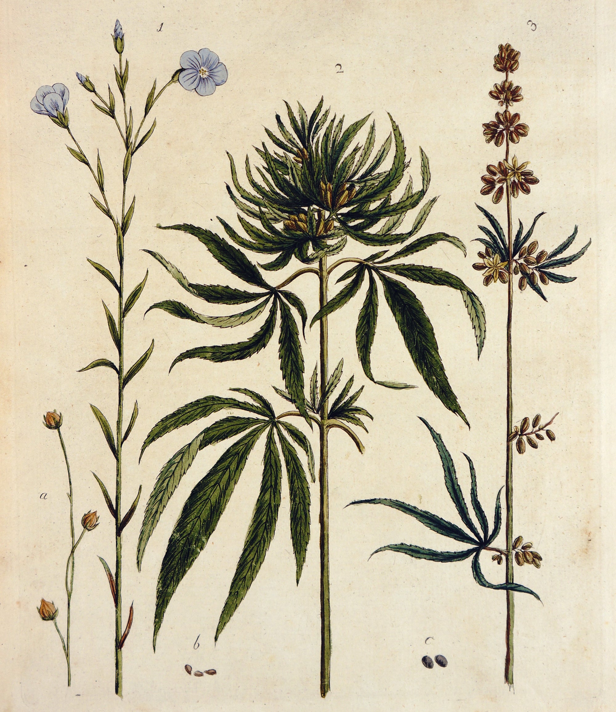 Cannabis, Marijuana- Hand Colored Engraving (c1800s) - Authentic Vintage Antique Print