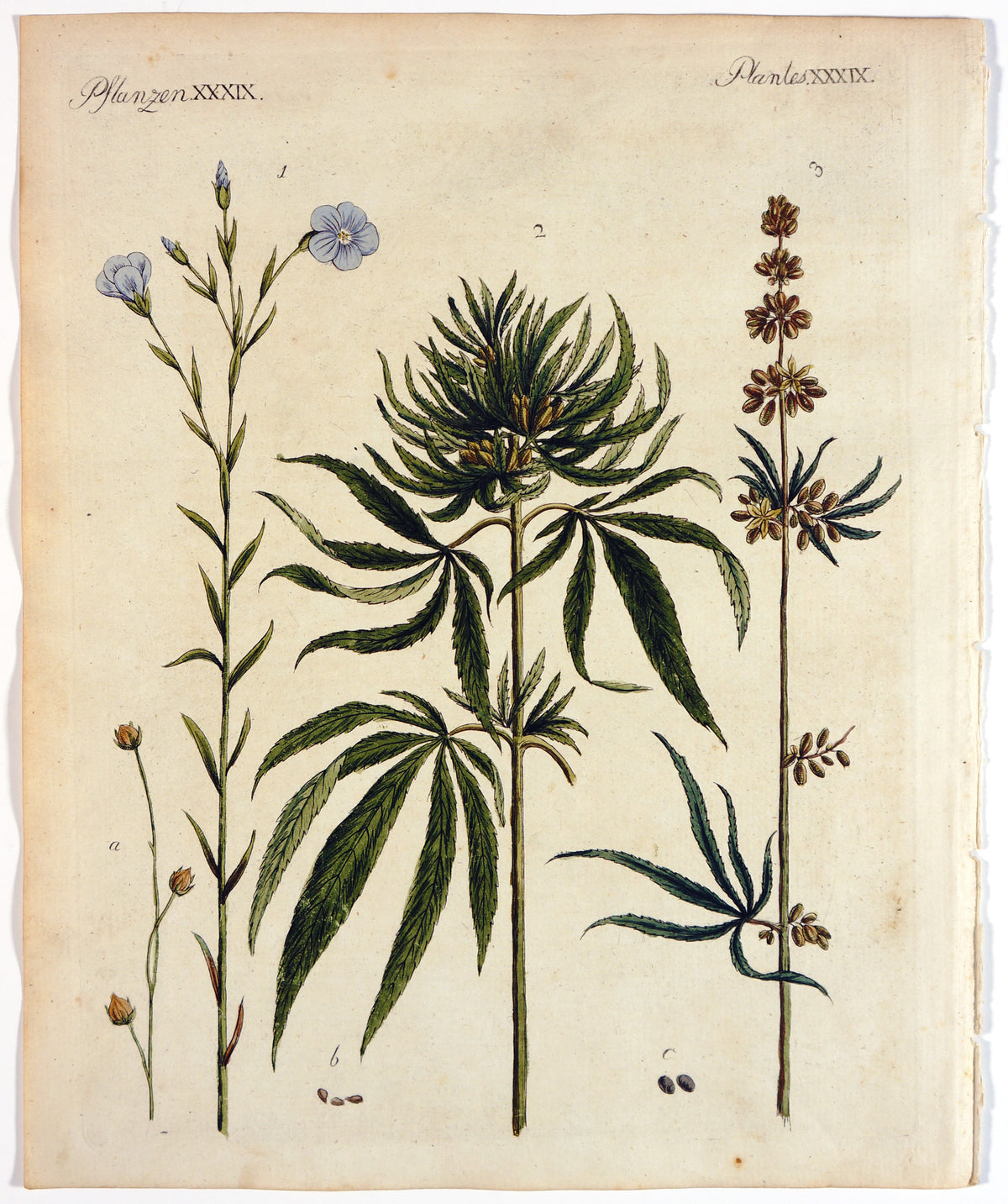Cannabis, Marijuana- Hand Colored Engraving (c1800s) - Authentic Vintage Antique Print