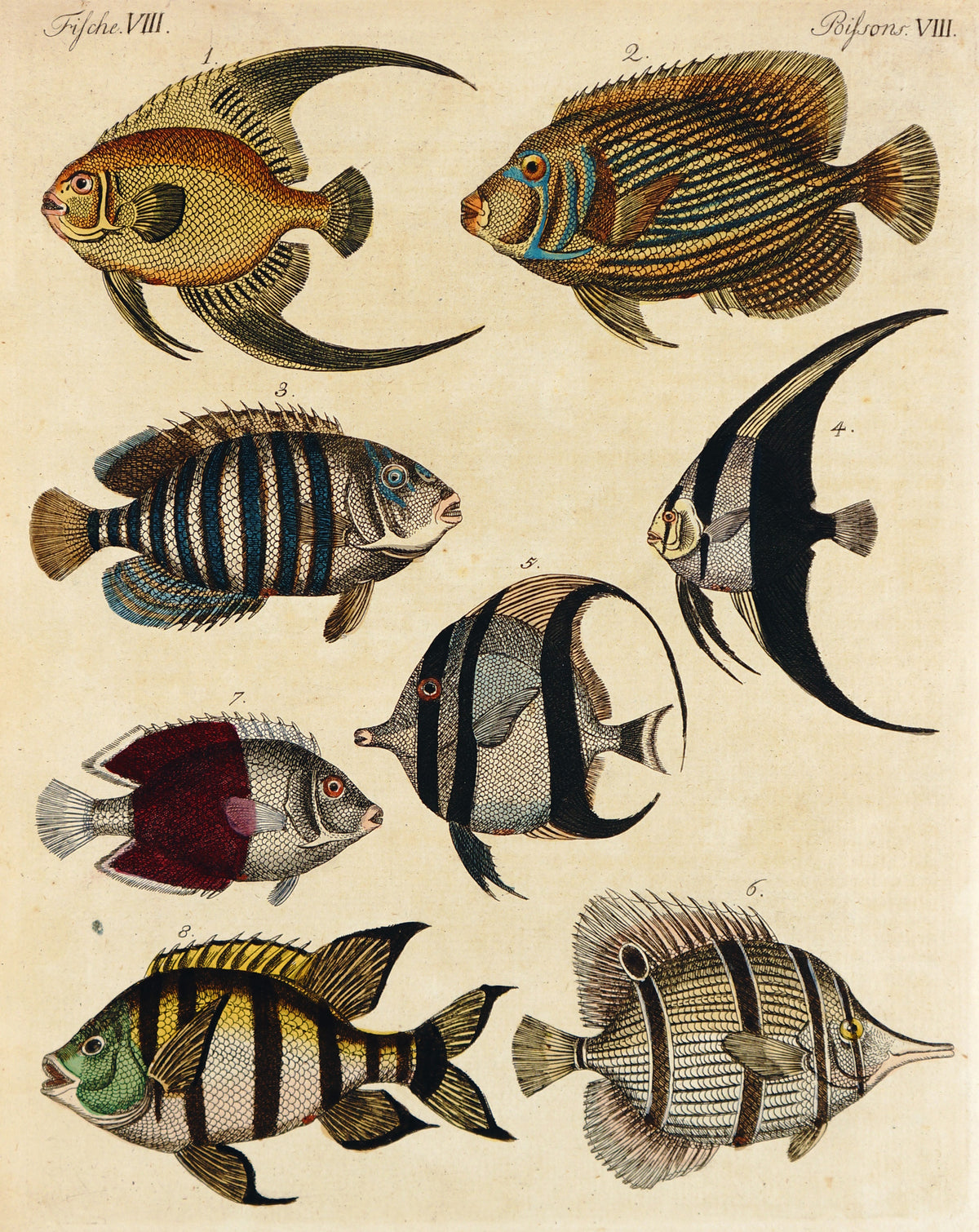 Tropical Fish , Bilderbuch für Kinder Bertuch - Authentic Vintage Antique Print