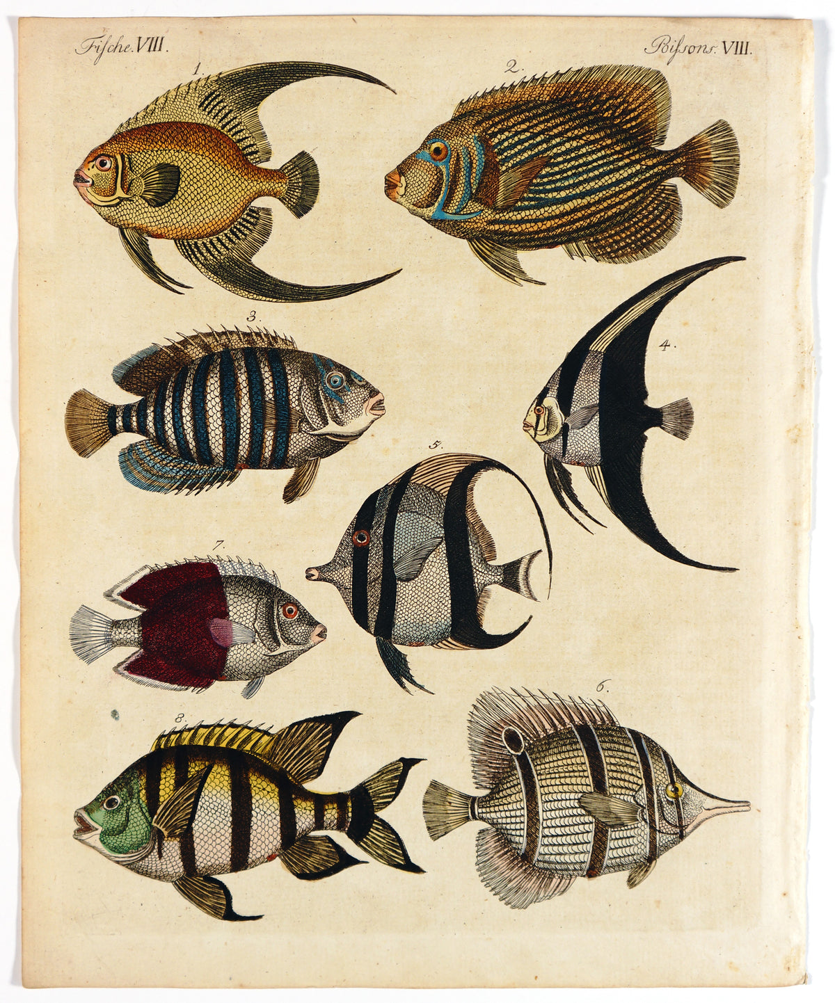 Tropical Fish , Bilderbuch für Kinder Bertuch - Authentic Vintage Antique Print