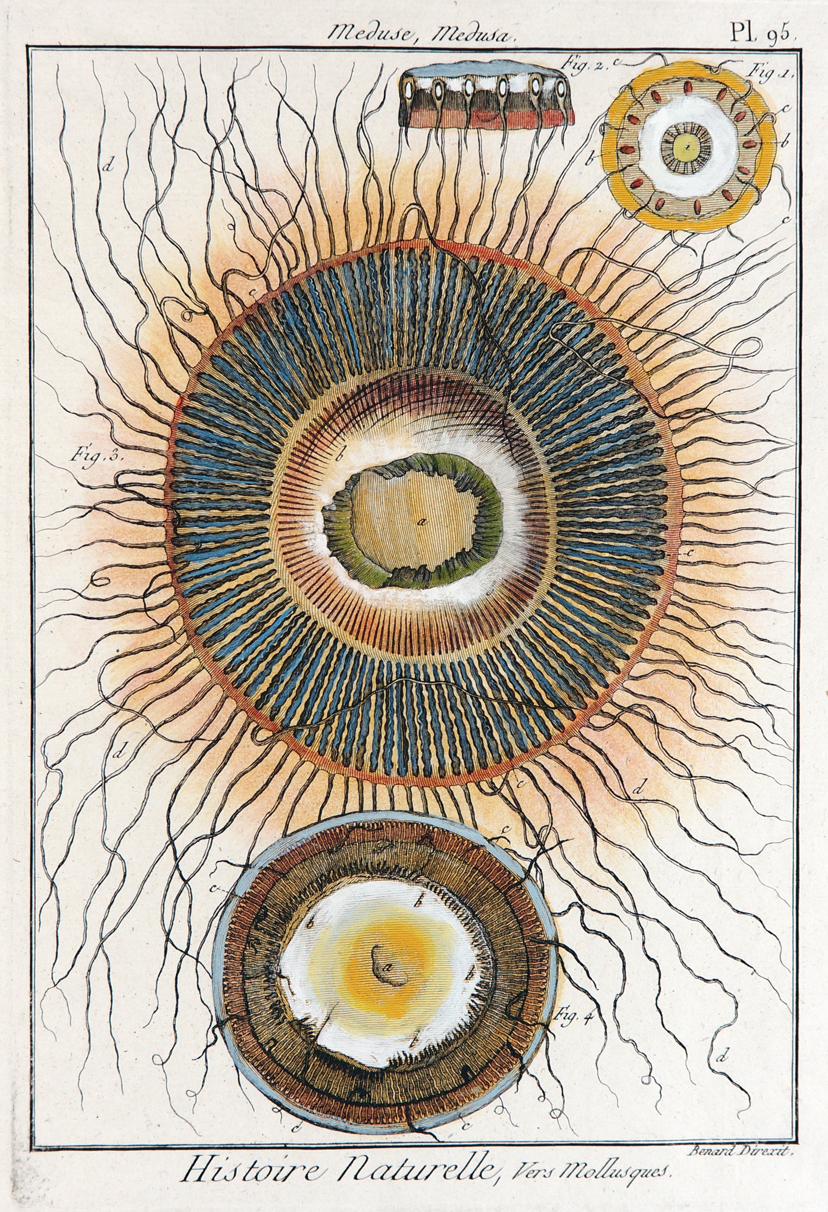 Jellyfish Medusa, Hand Colored Engraving - Authentic Vintage Poster