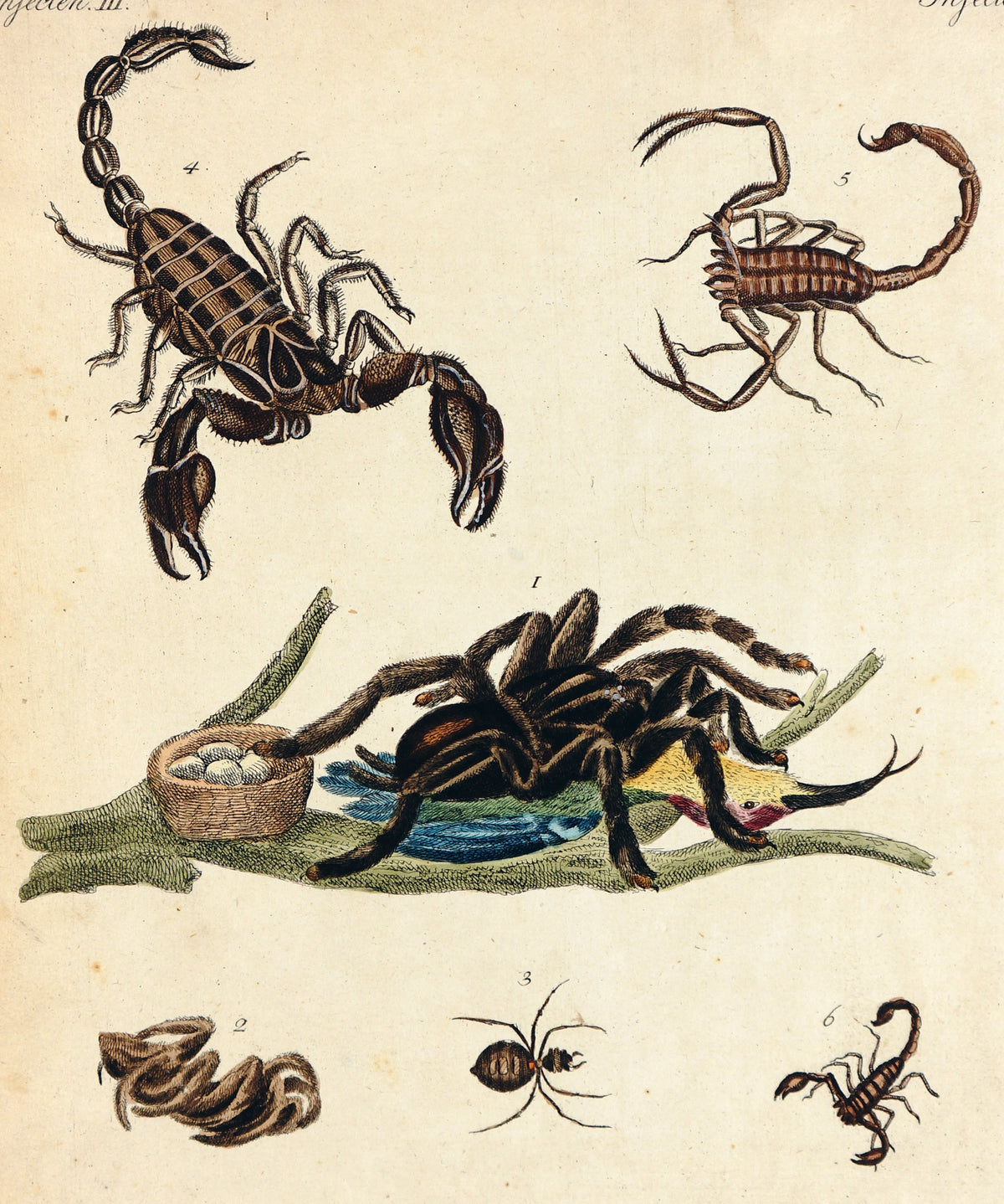 Scorpion, Bilderbuch für Kinder Bertuch - Authentic Vintage Antique Print