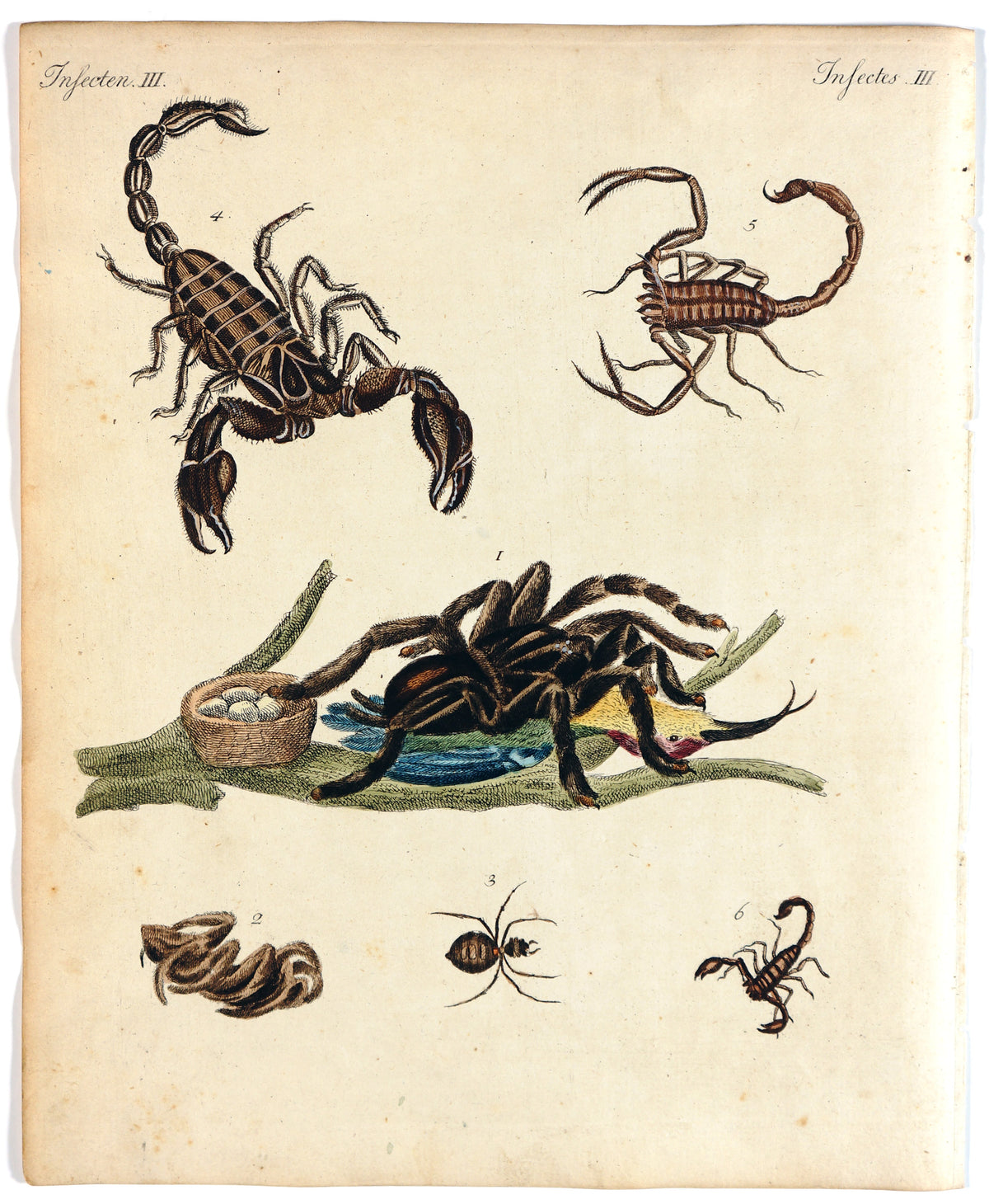 Scorpion, Bilderbuch für Kinder Bertuch - Authentic Vintage Antique Print