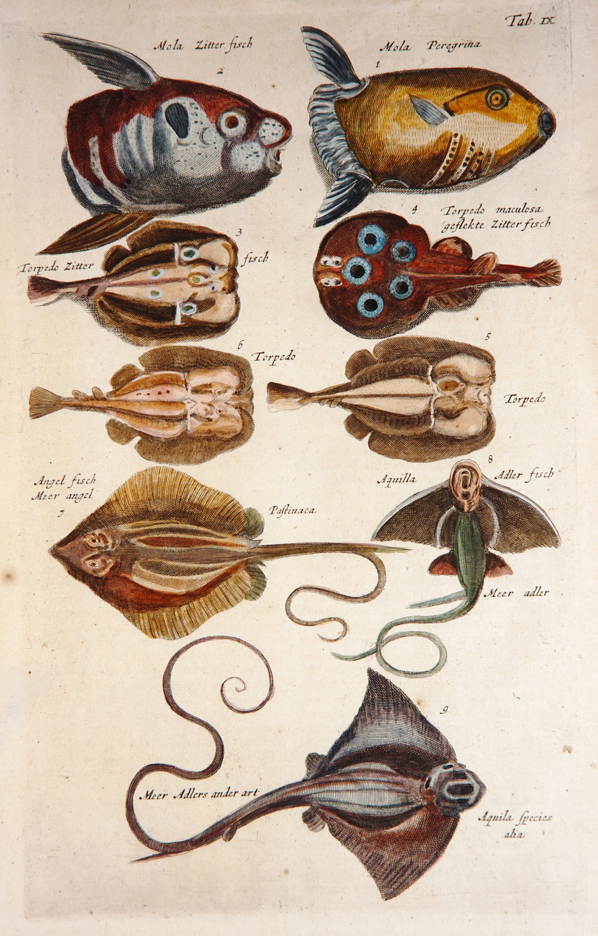 Triggerfish Rays, Hand Colored Engraving - Authentic Vintage Antique Print