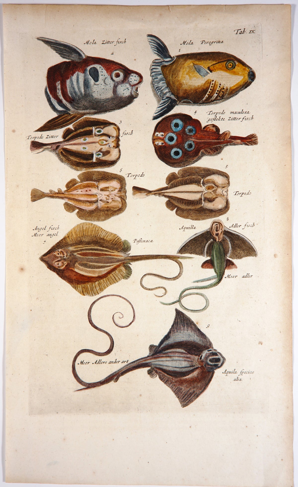 Triggerfish Rays, Hand Colored Engraving - Authentic Vintage Antique Print