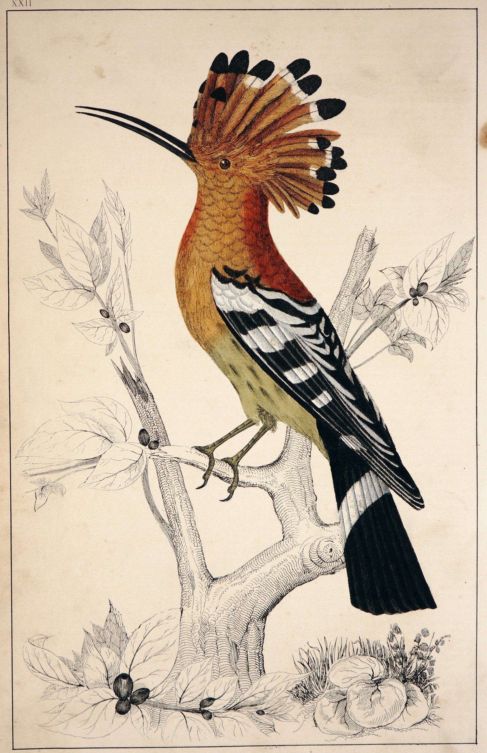 Hoopoe Bird, Hand Colored Engraving (C1850) - Authentic Vintage Poster