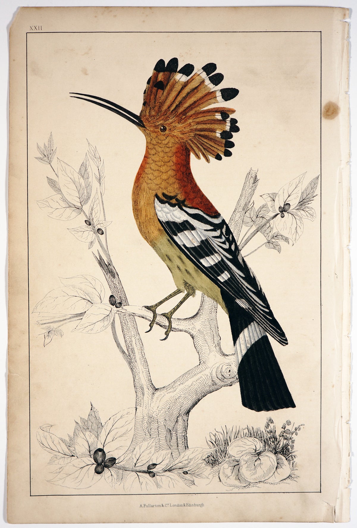 Hoopoe Bird, Hand Colored Engraving (C1850) - Authentic Vintage Poster