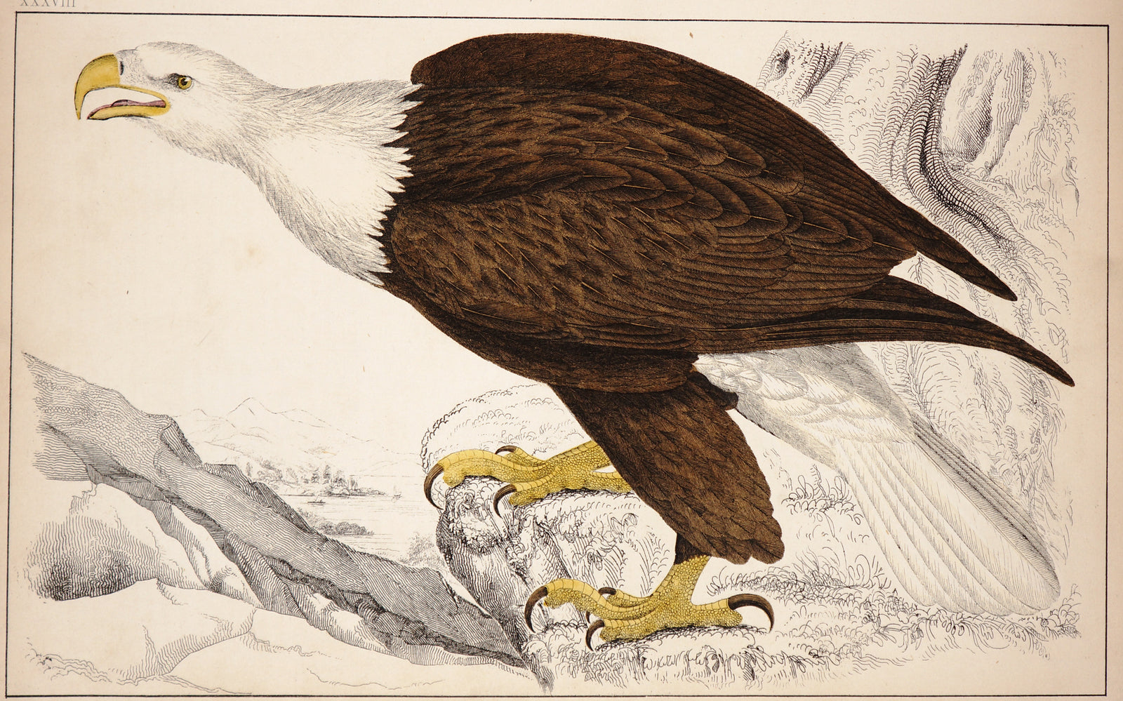 Bald Eagle, Hand Colored Engraving - Authentic Vintage Antique Print